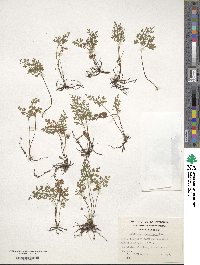 Asplenium dareoides image