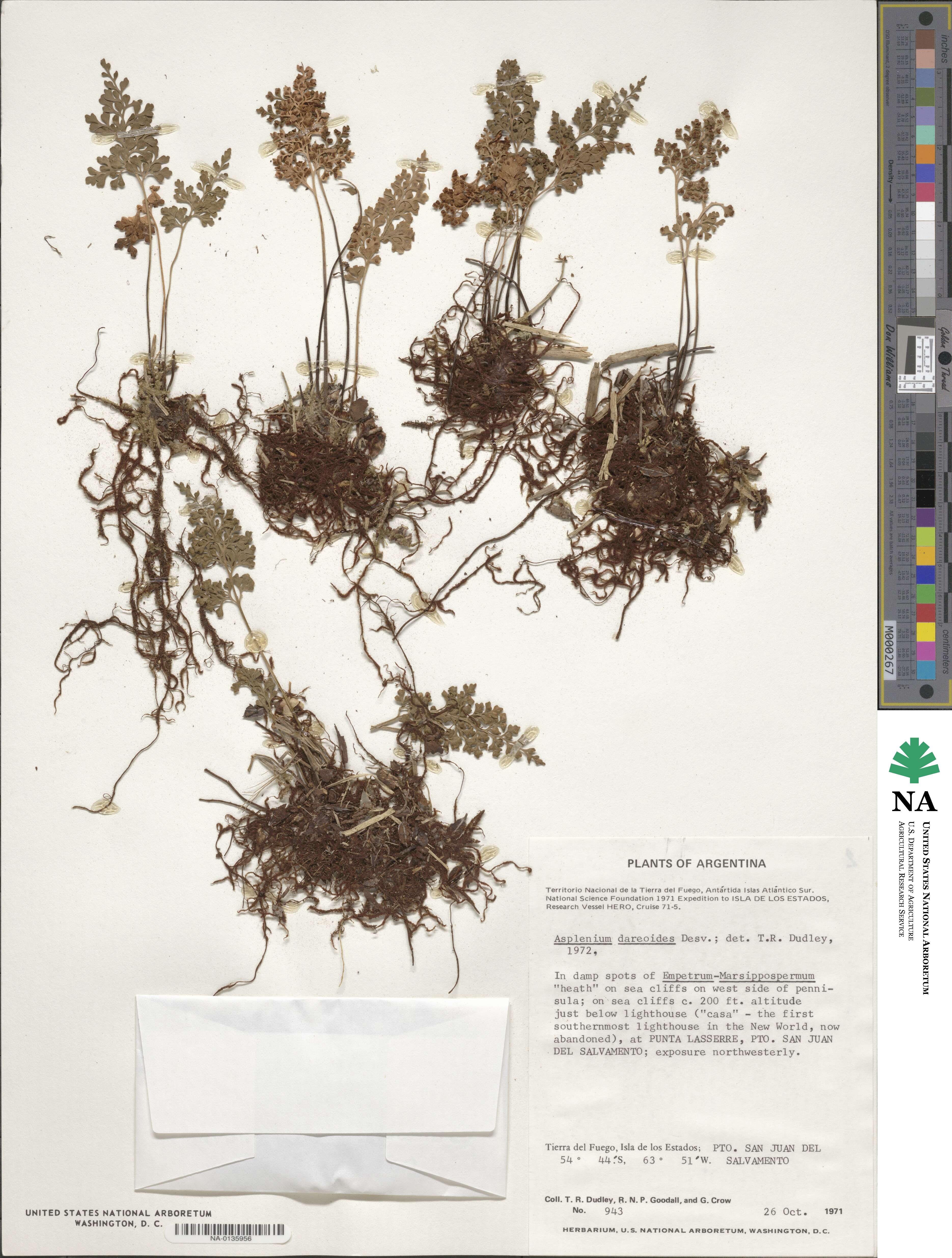 Asplenium dareoides image