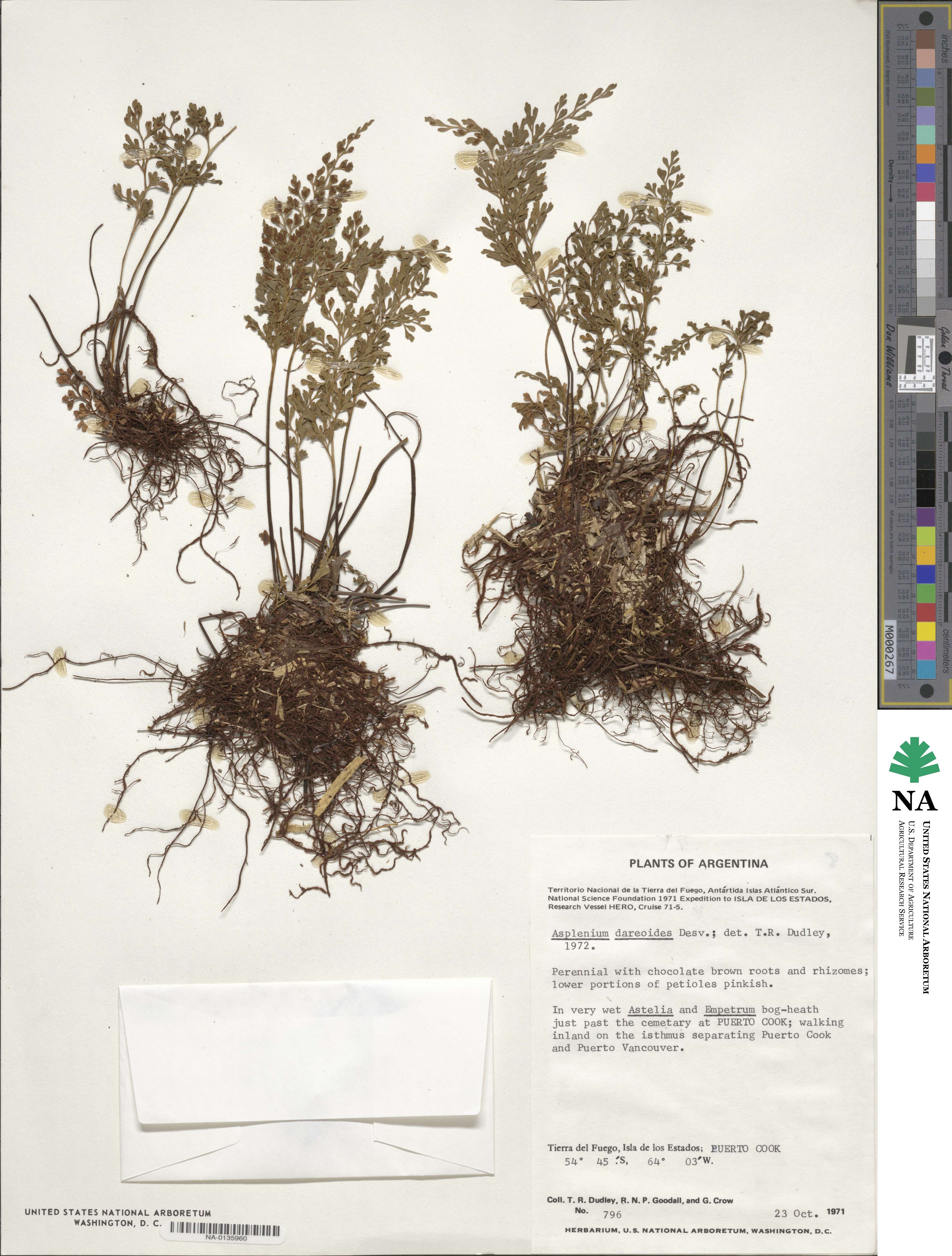 Asplenium dareoides image