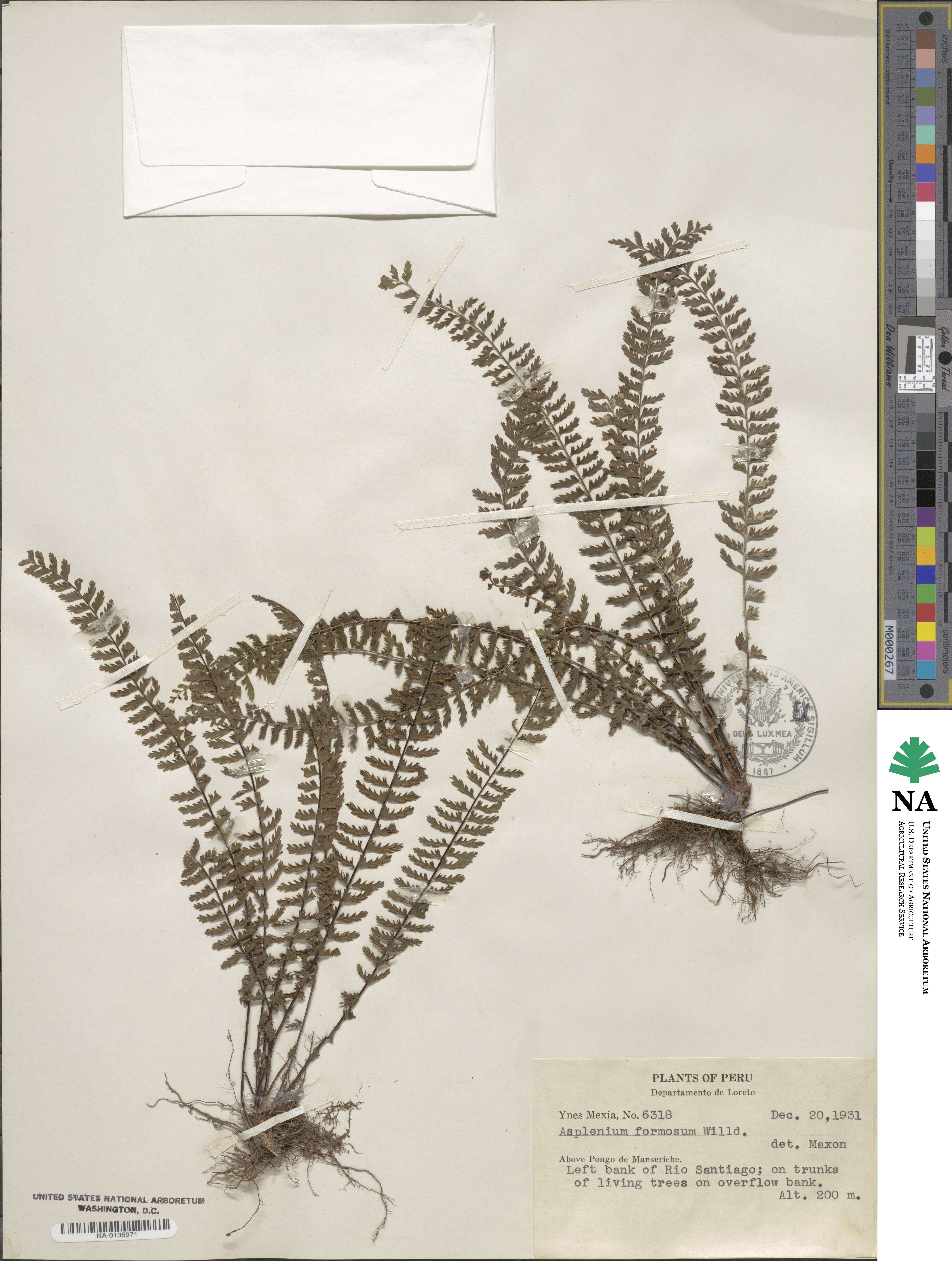Asplenium formosum image