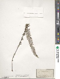 Asplenium formosum image