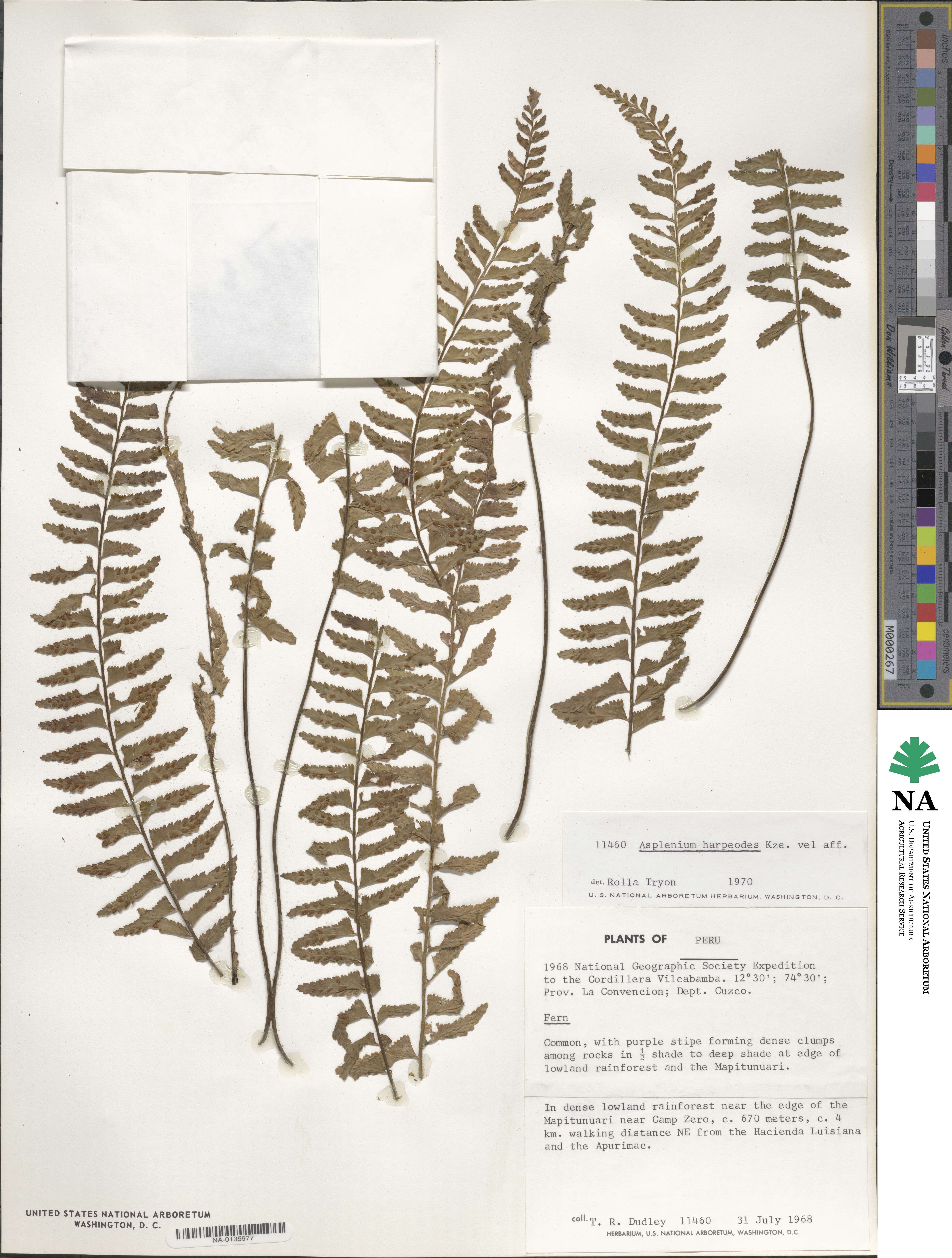 Asplenium harpeodes image