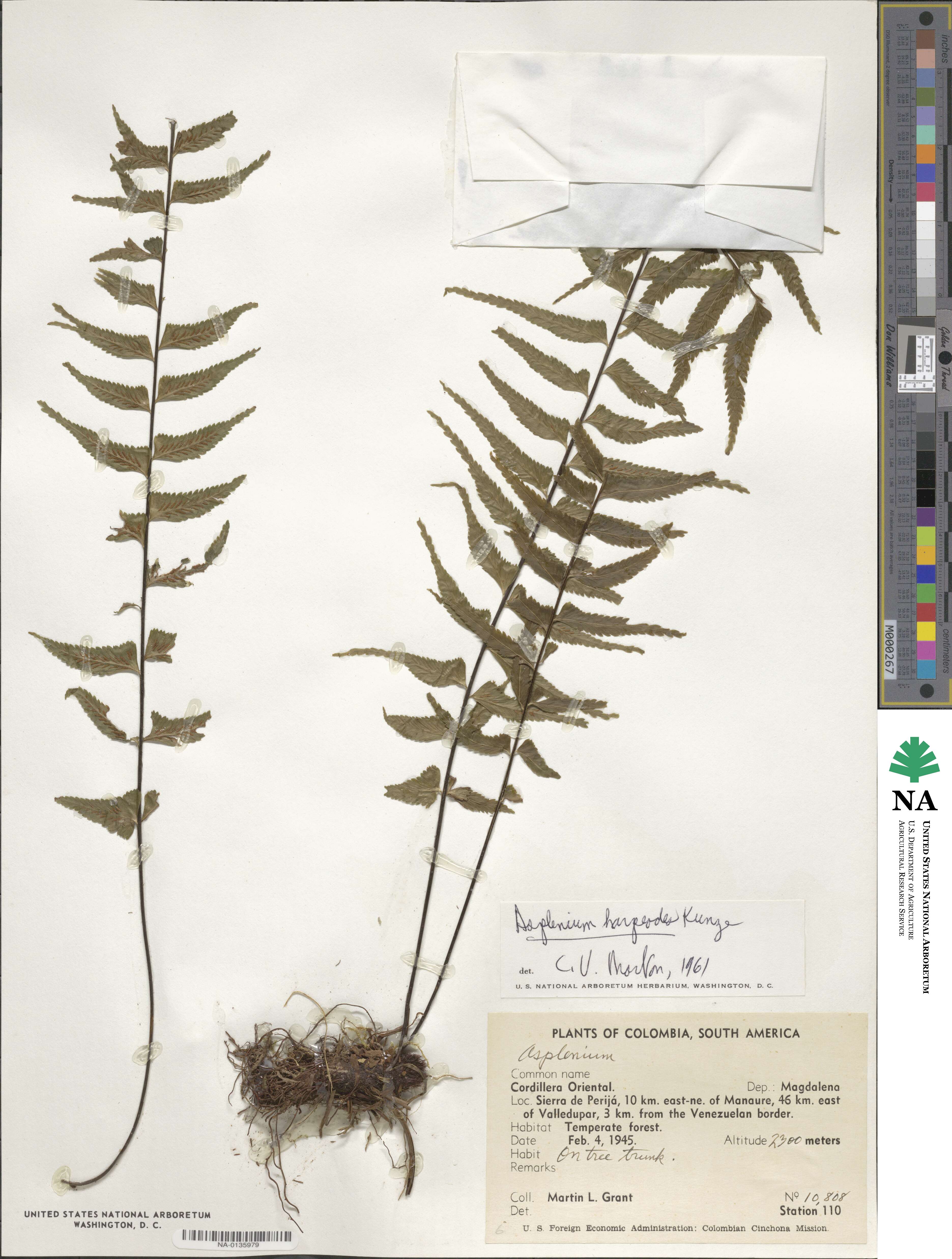 Asplenium harpeodes image