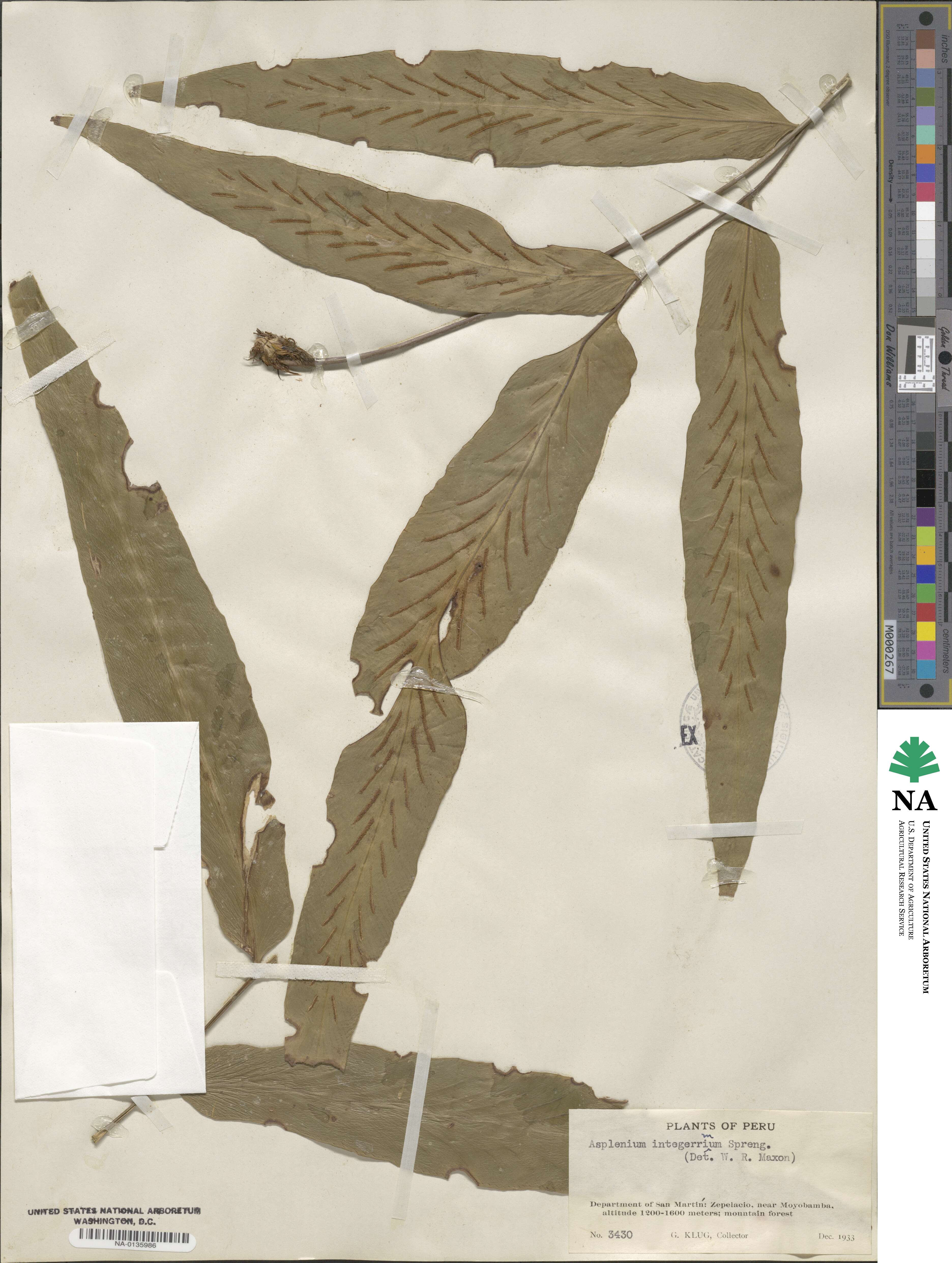 Asplenium integerrimum image