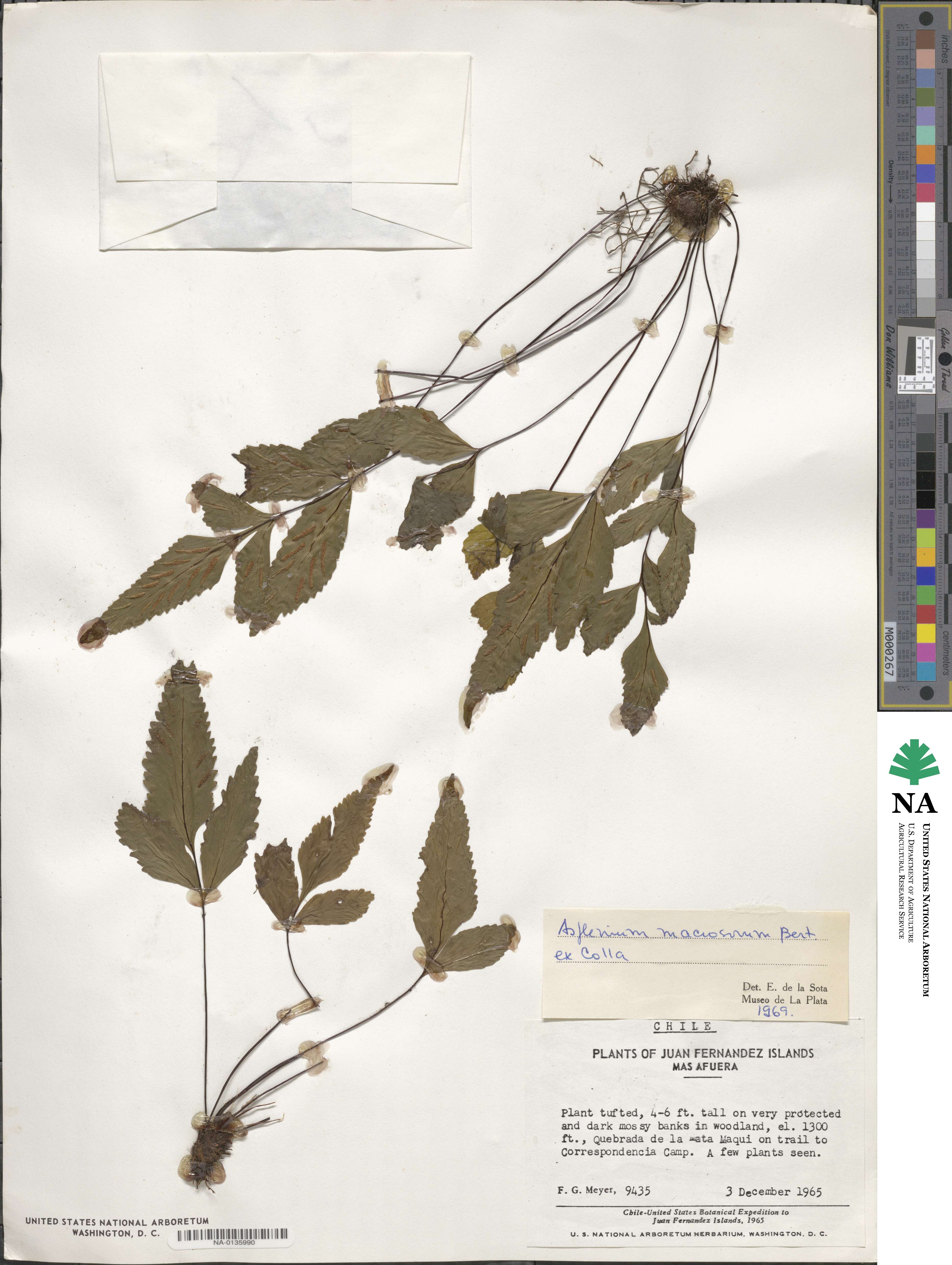 Asplenium macrosorum image