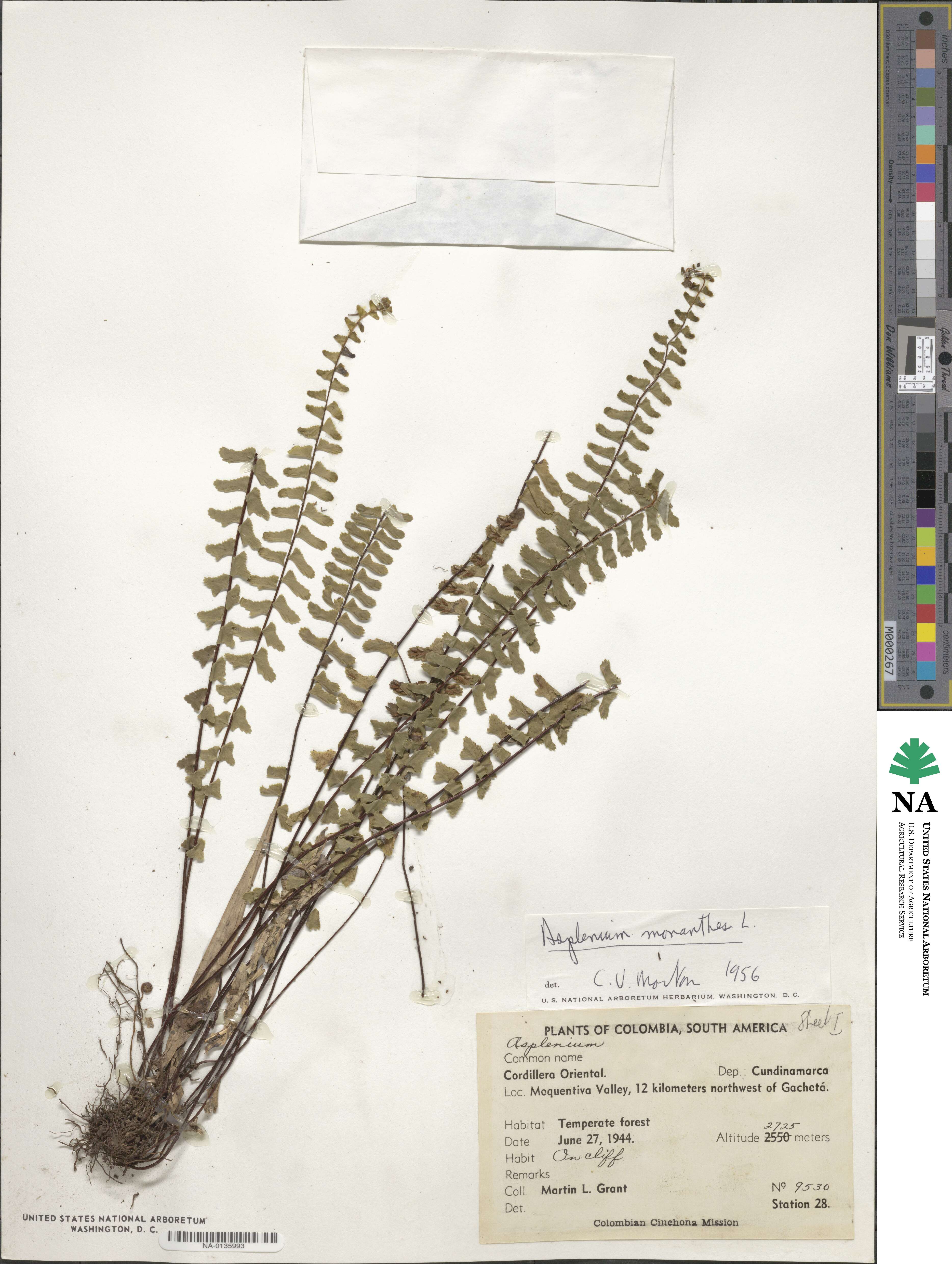 Asplenium monanthes image