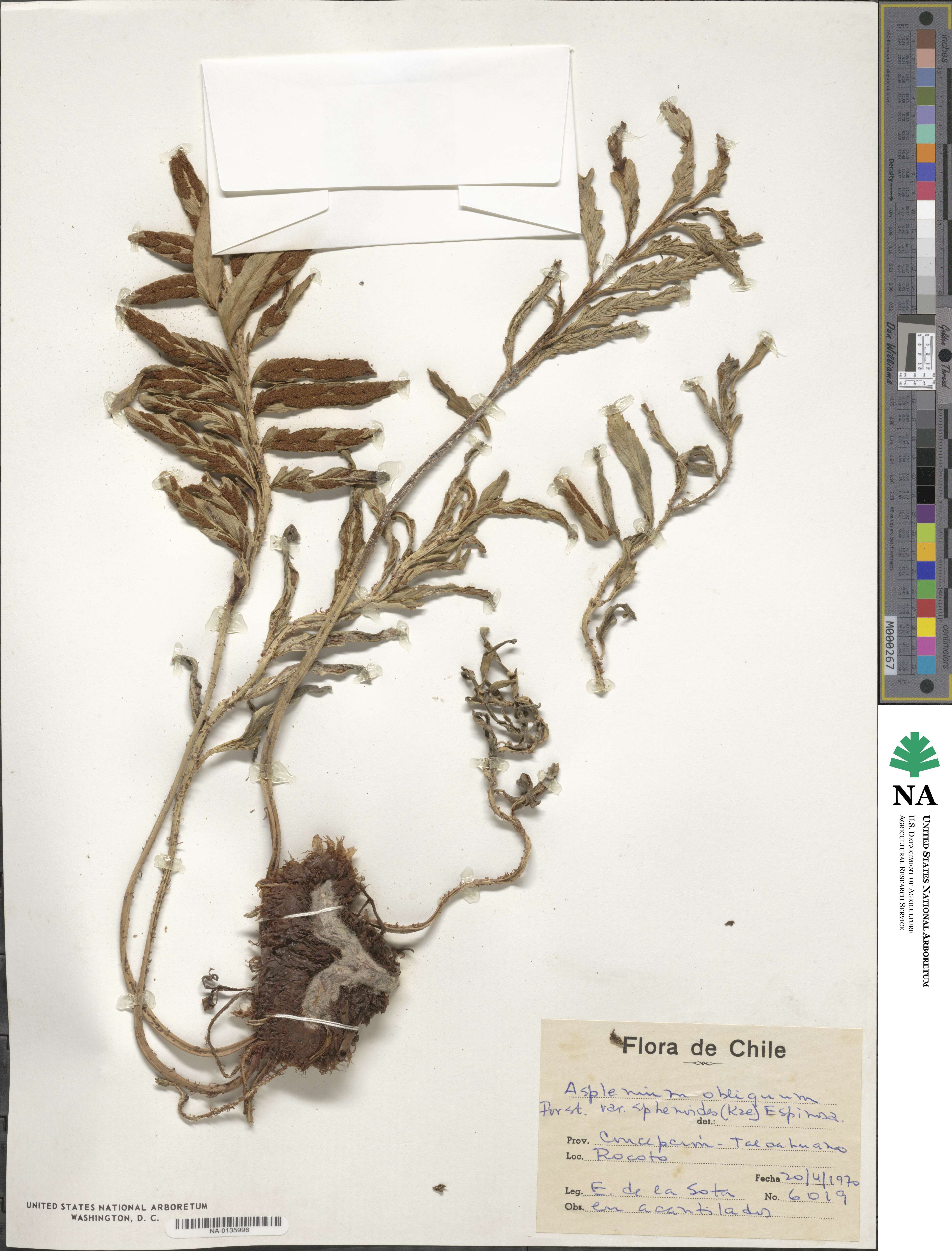 Asplenium obliquum var. sphenoides image