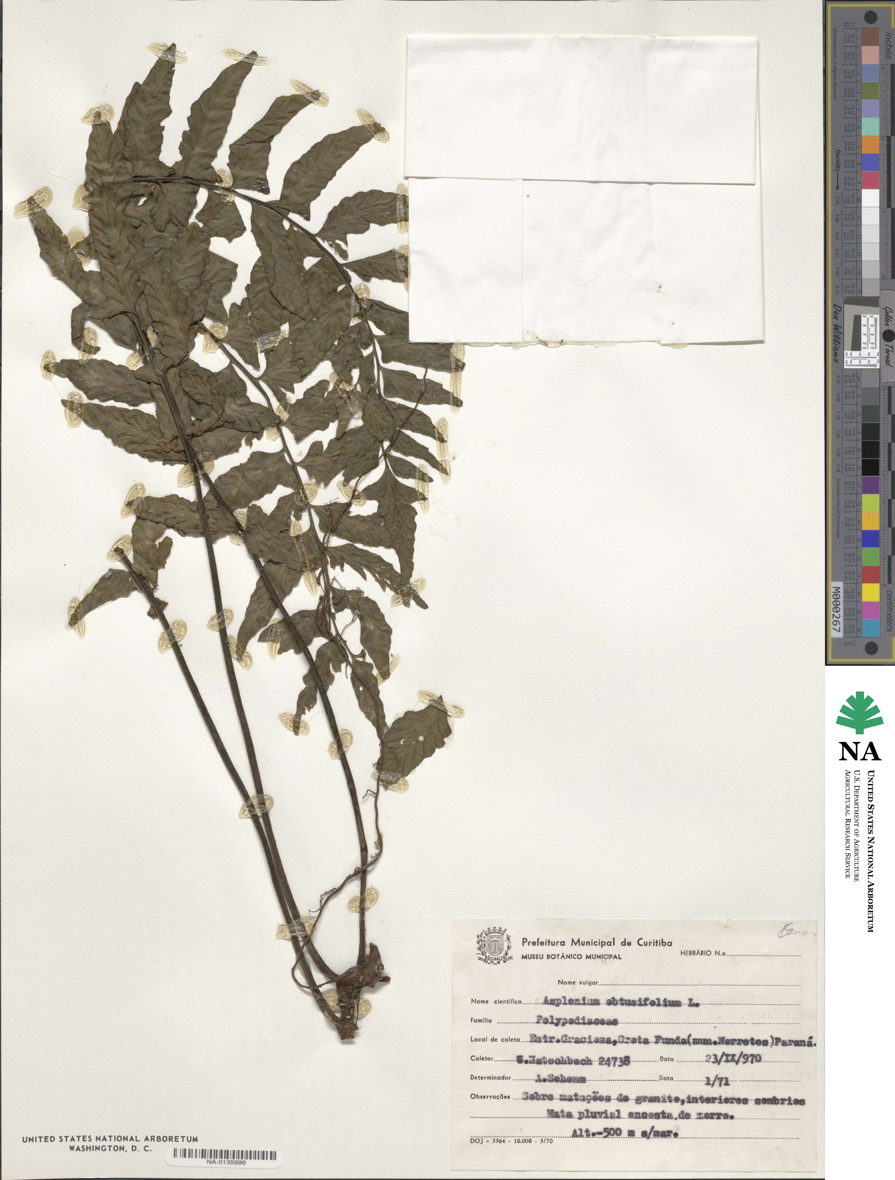 Hymenasplenium obtusifolium image