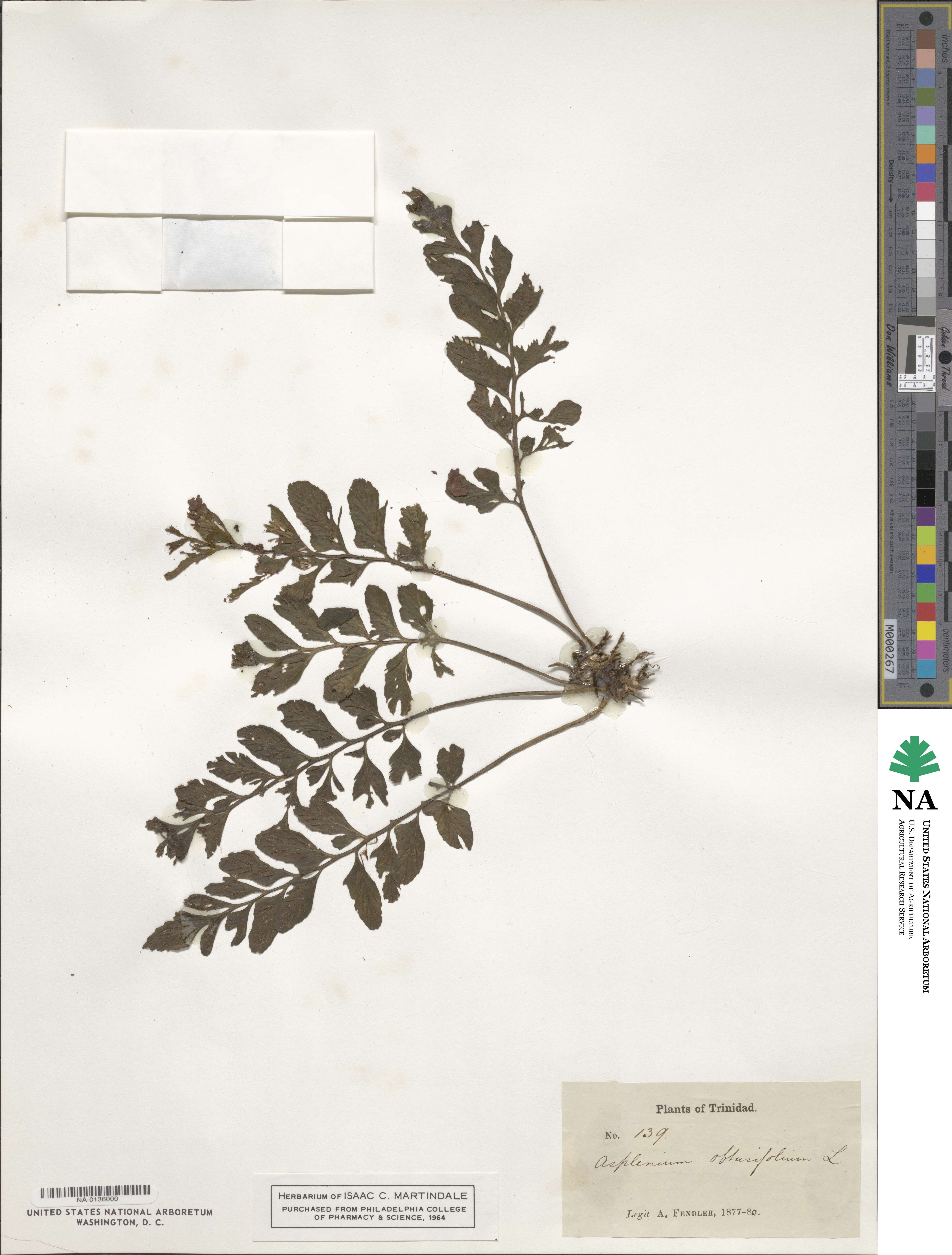 Hymenasplenium obtusifolium image