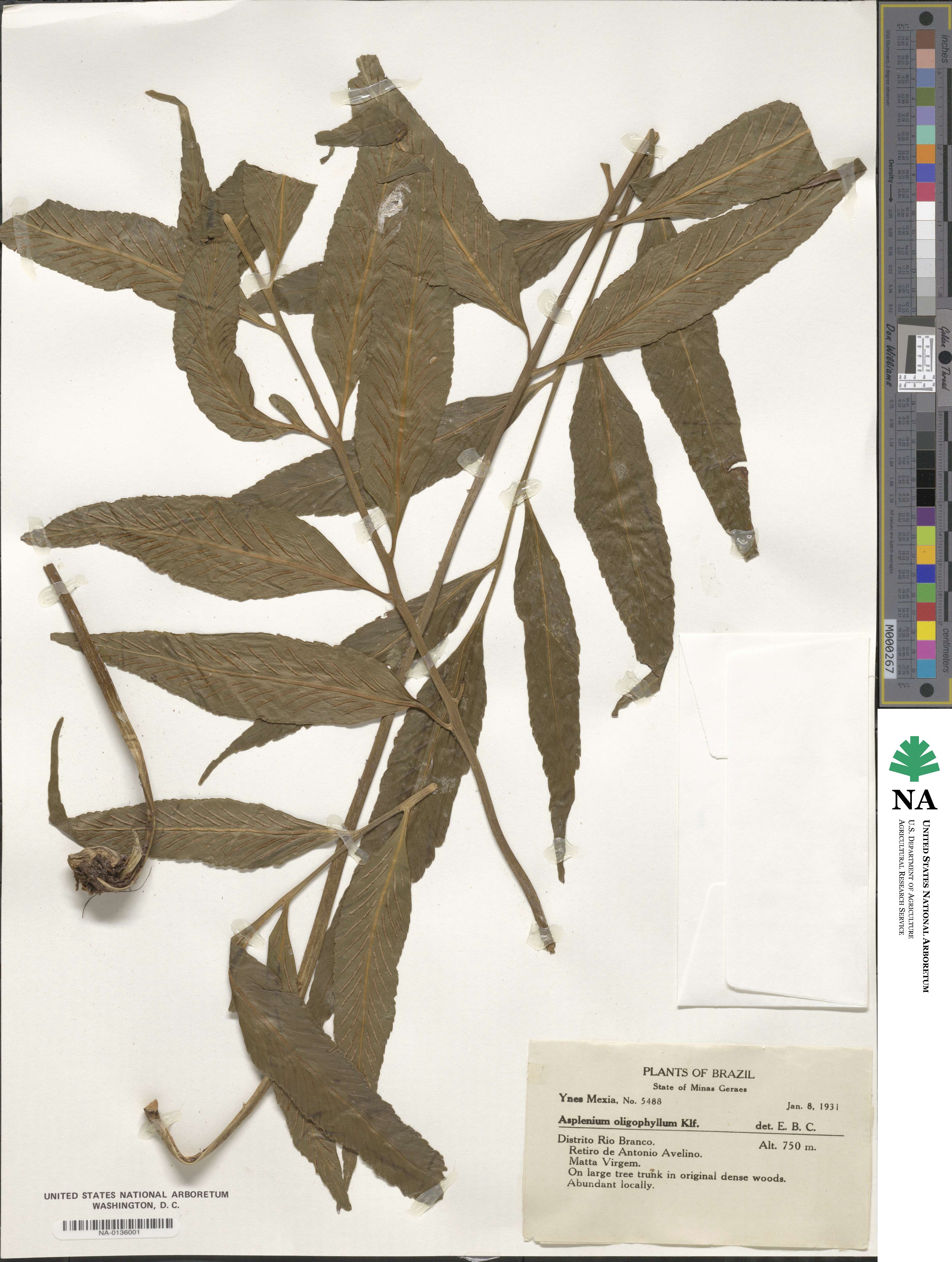 Asplenium oligophyllum image