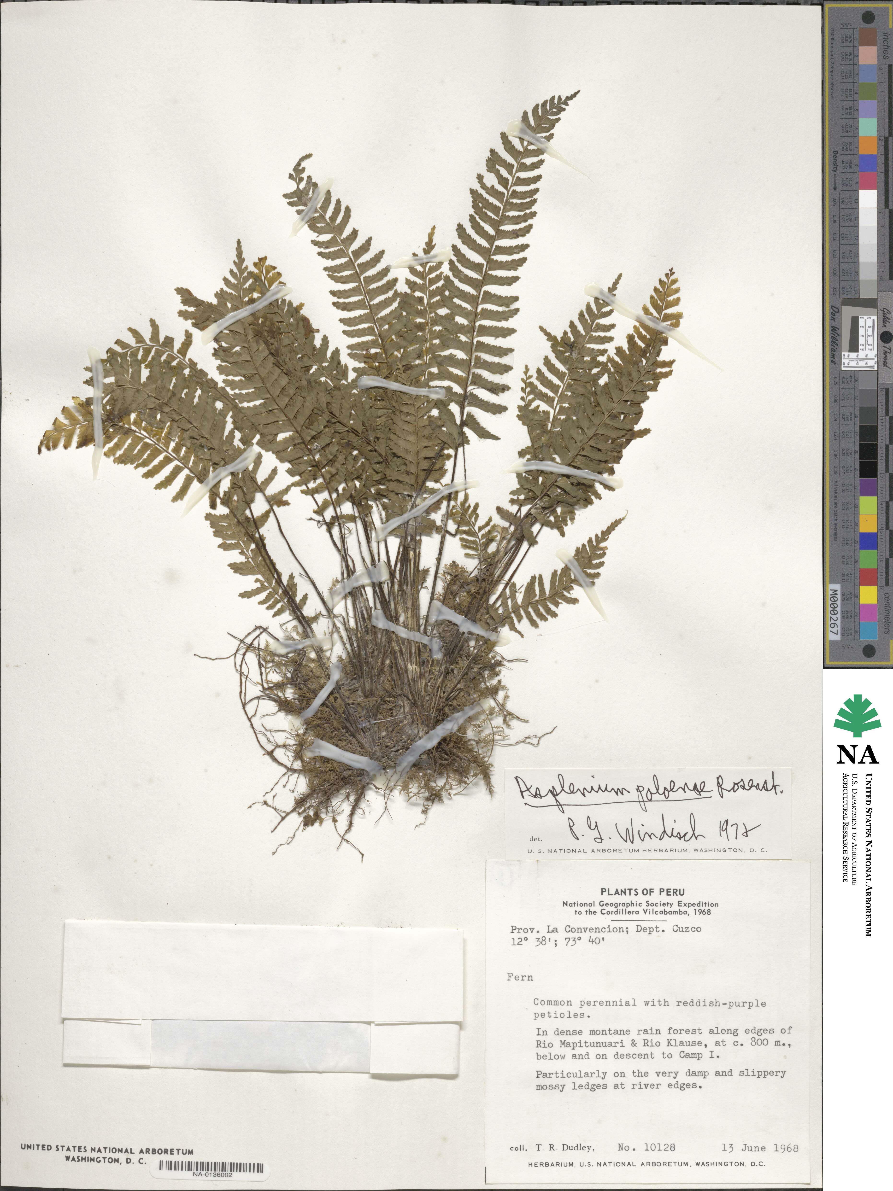 Asplenium poloense image