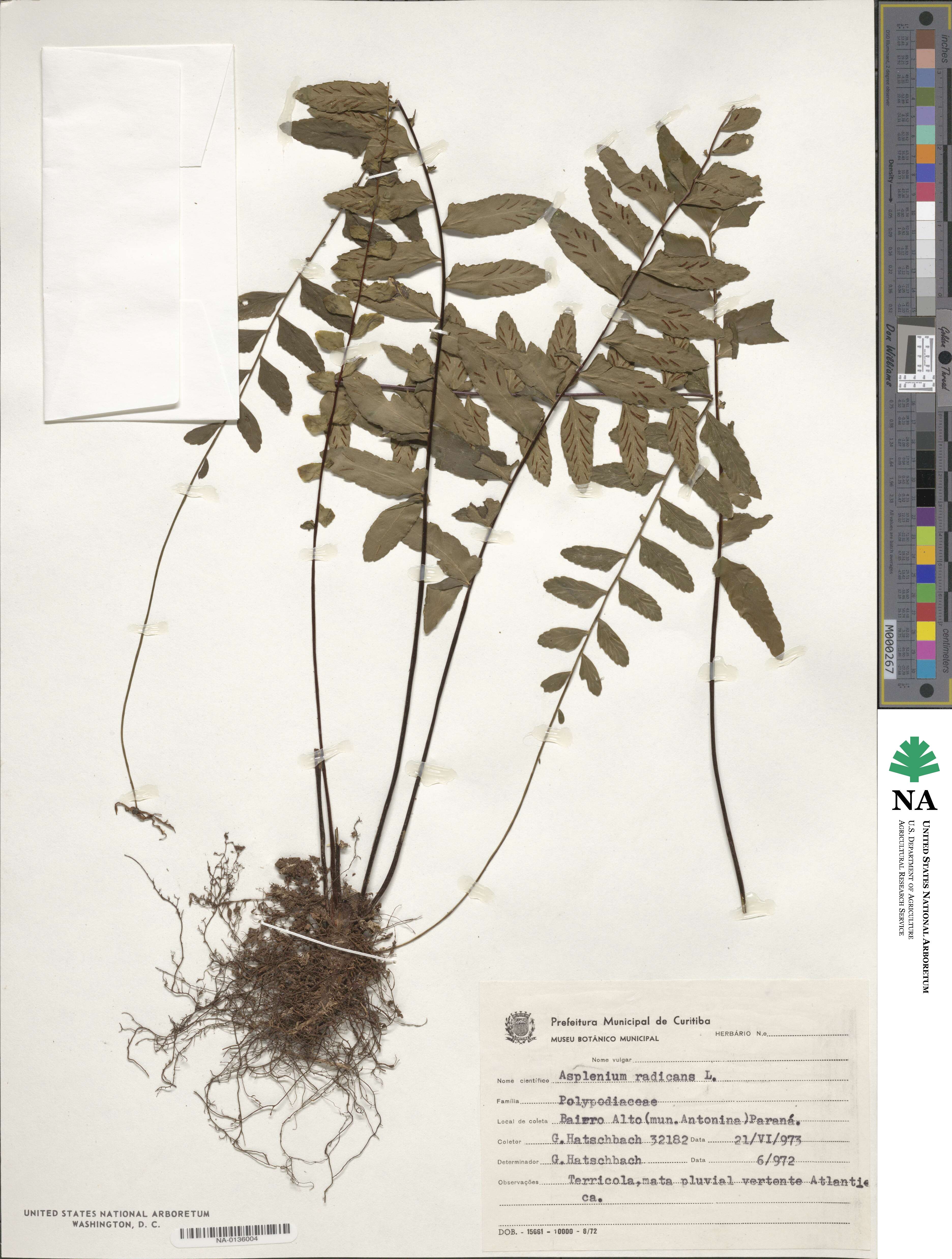 Asplenium radicans image
