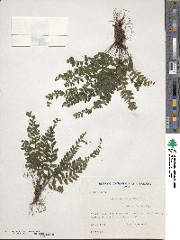 Asplenium stellatum image