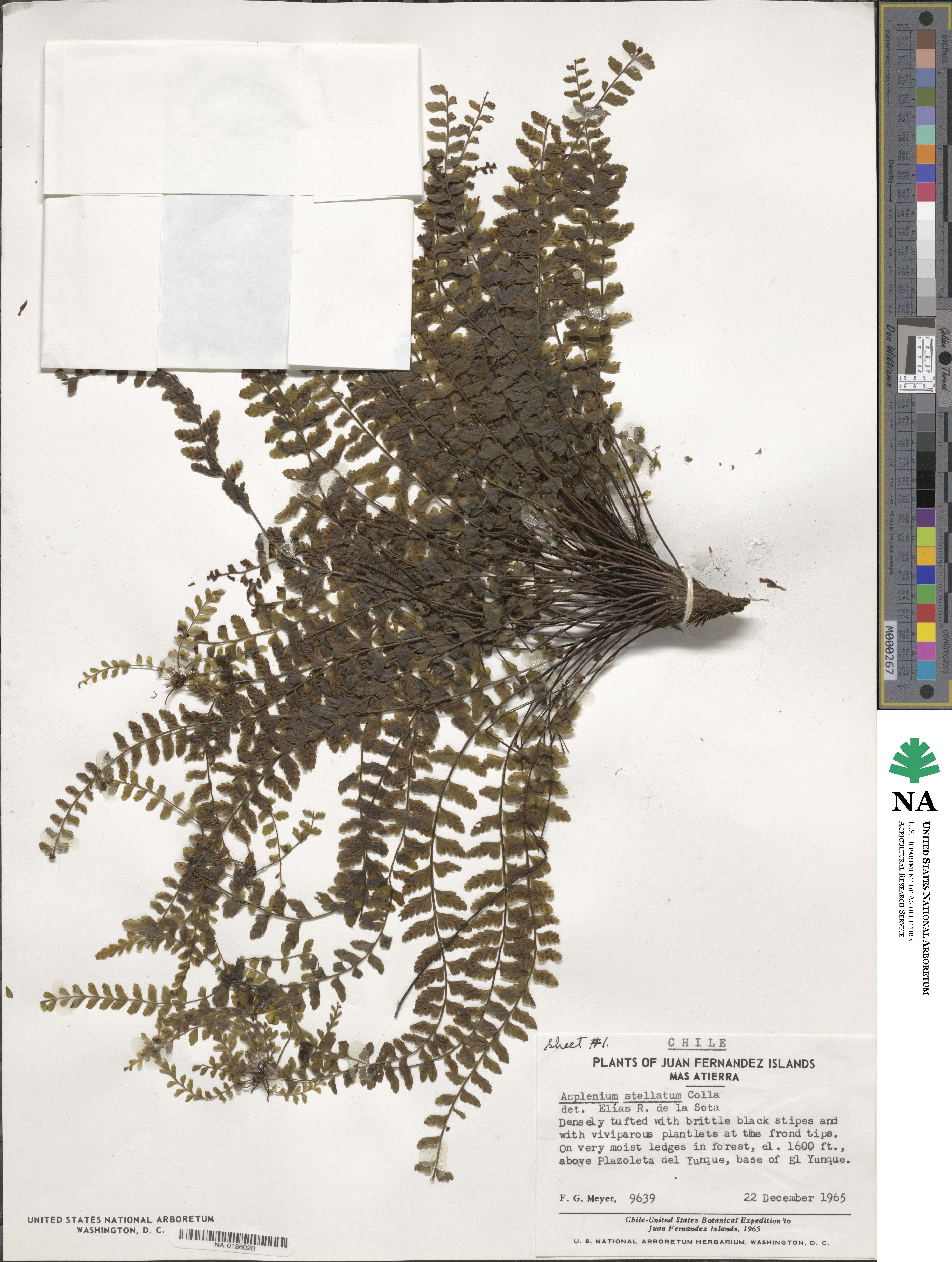 Asplenium stellatum image