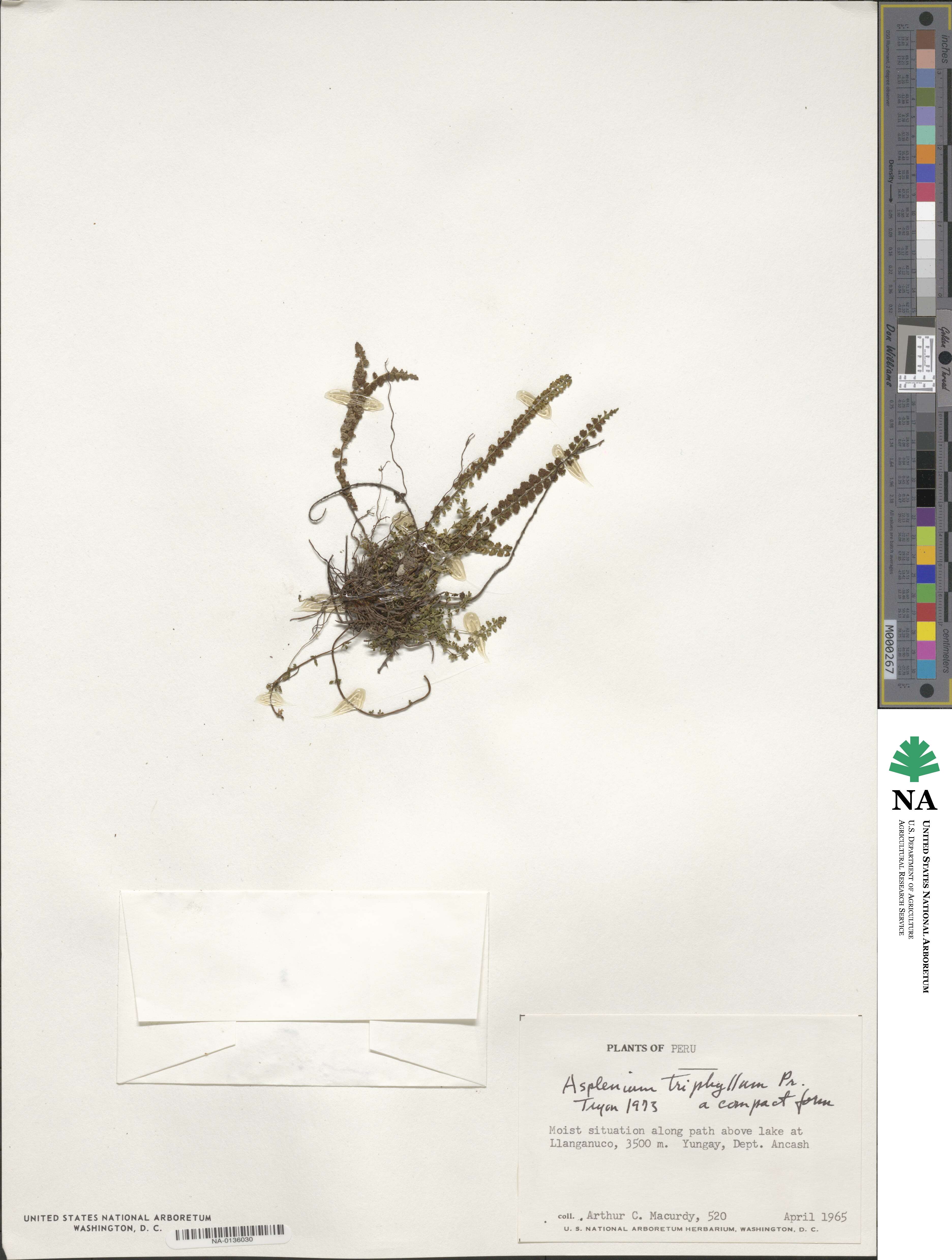 Asplenium triphyllum image