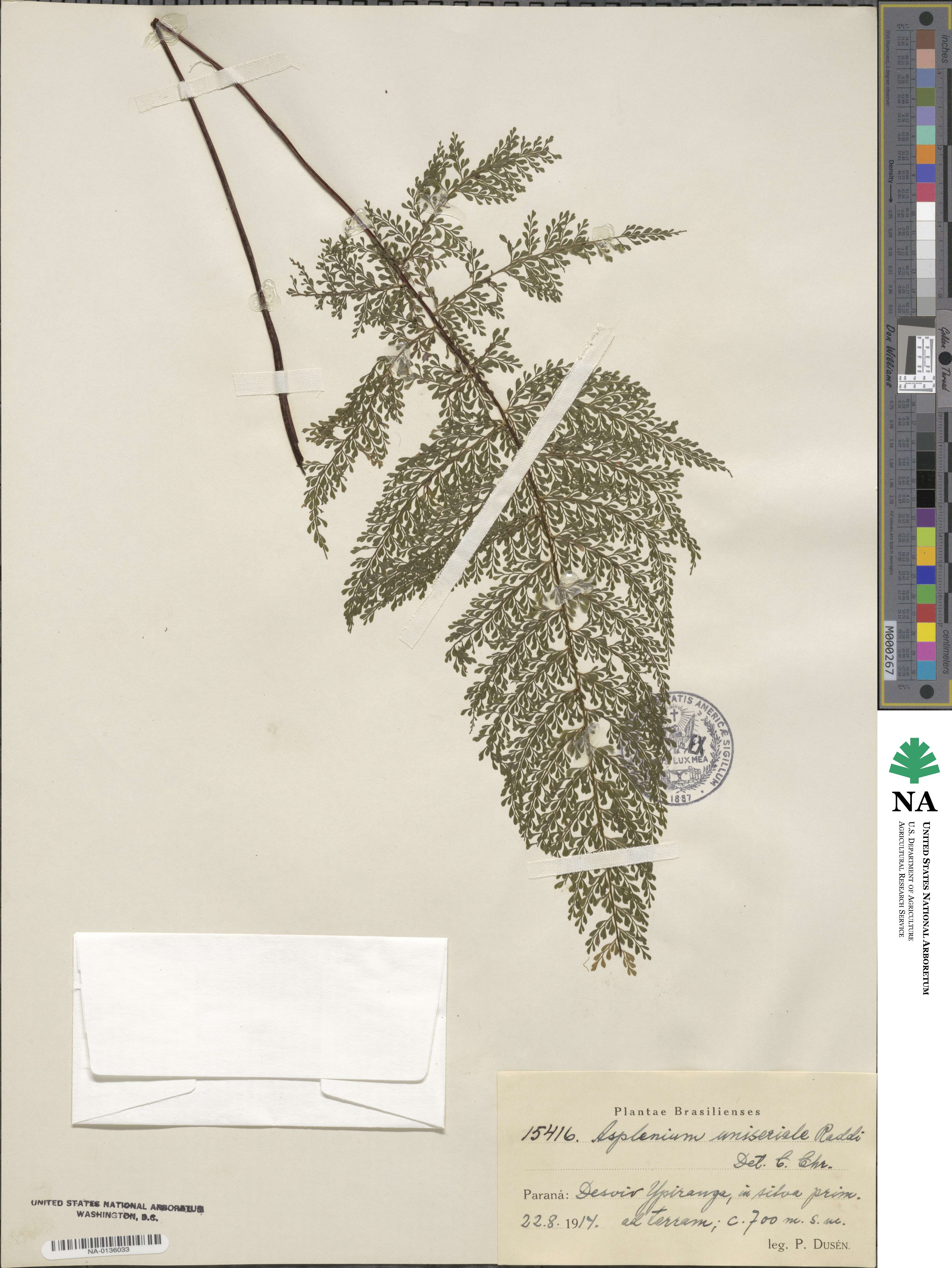 Asplenium uniseriale image