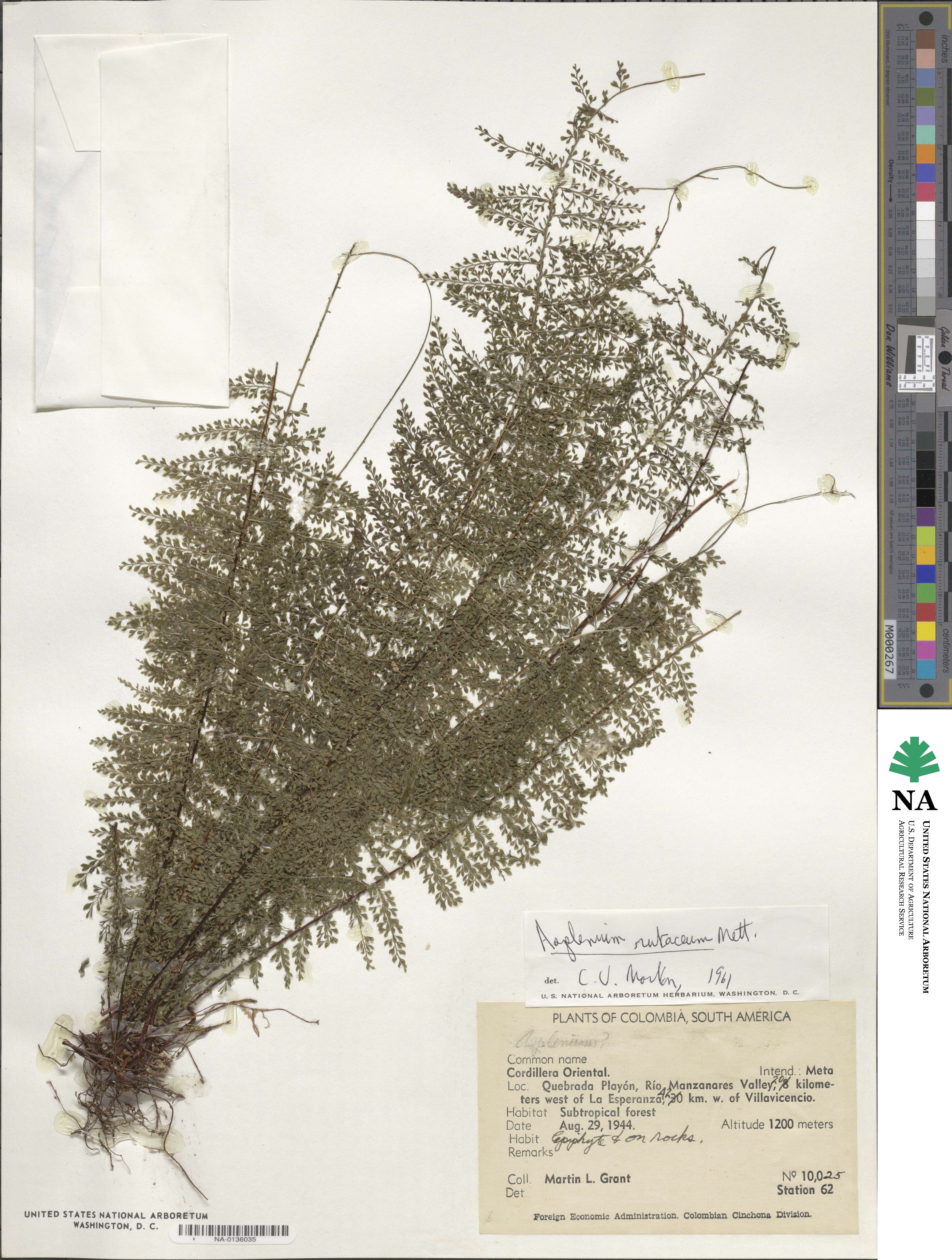 Asplenium rutaceum image