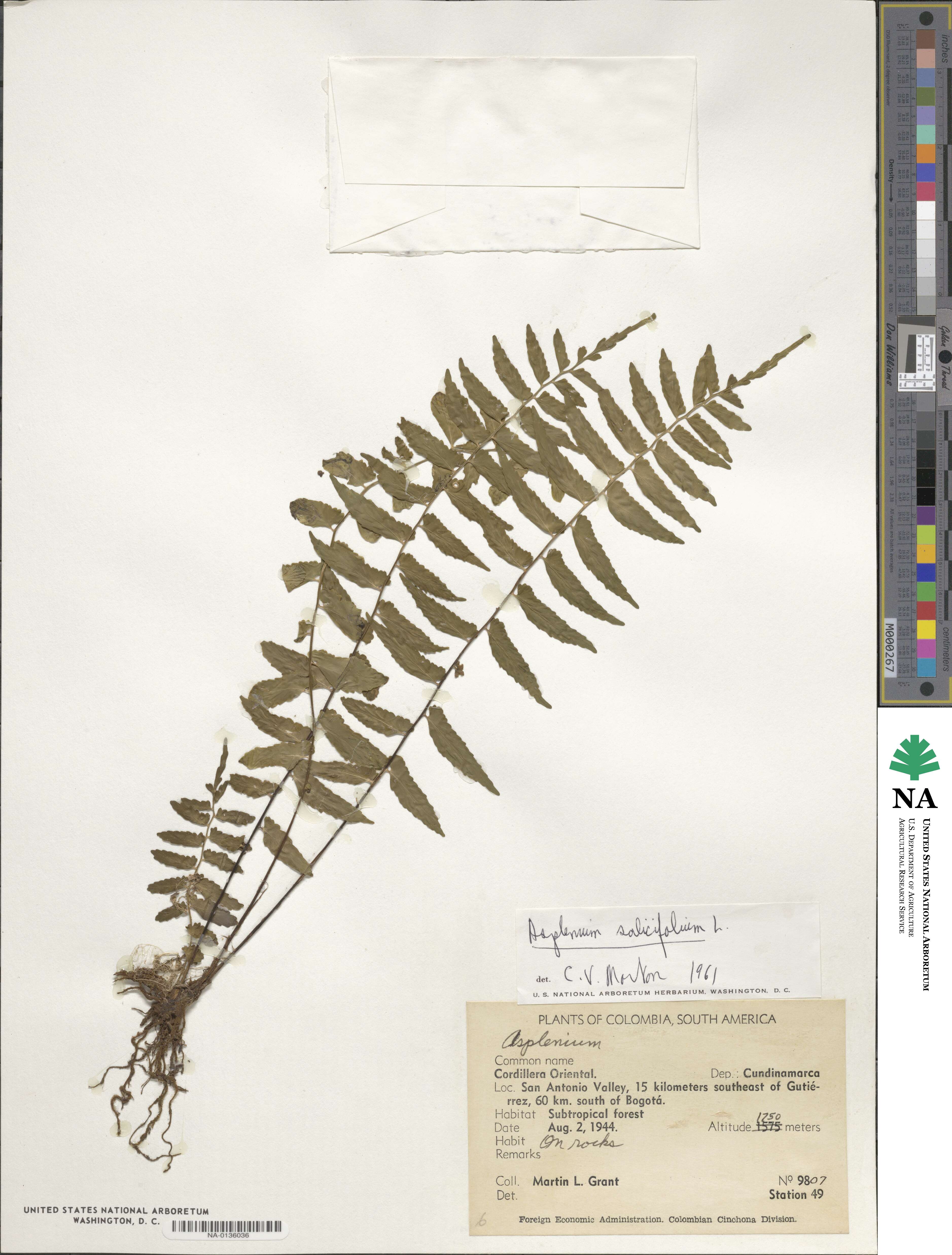 Asplenium salicifolium image