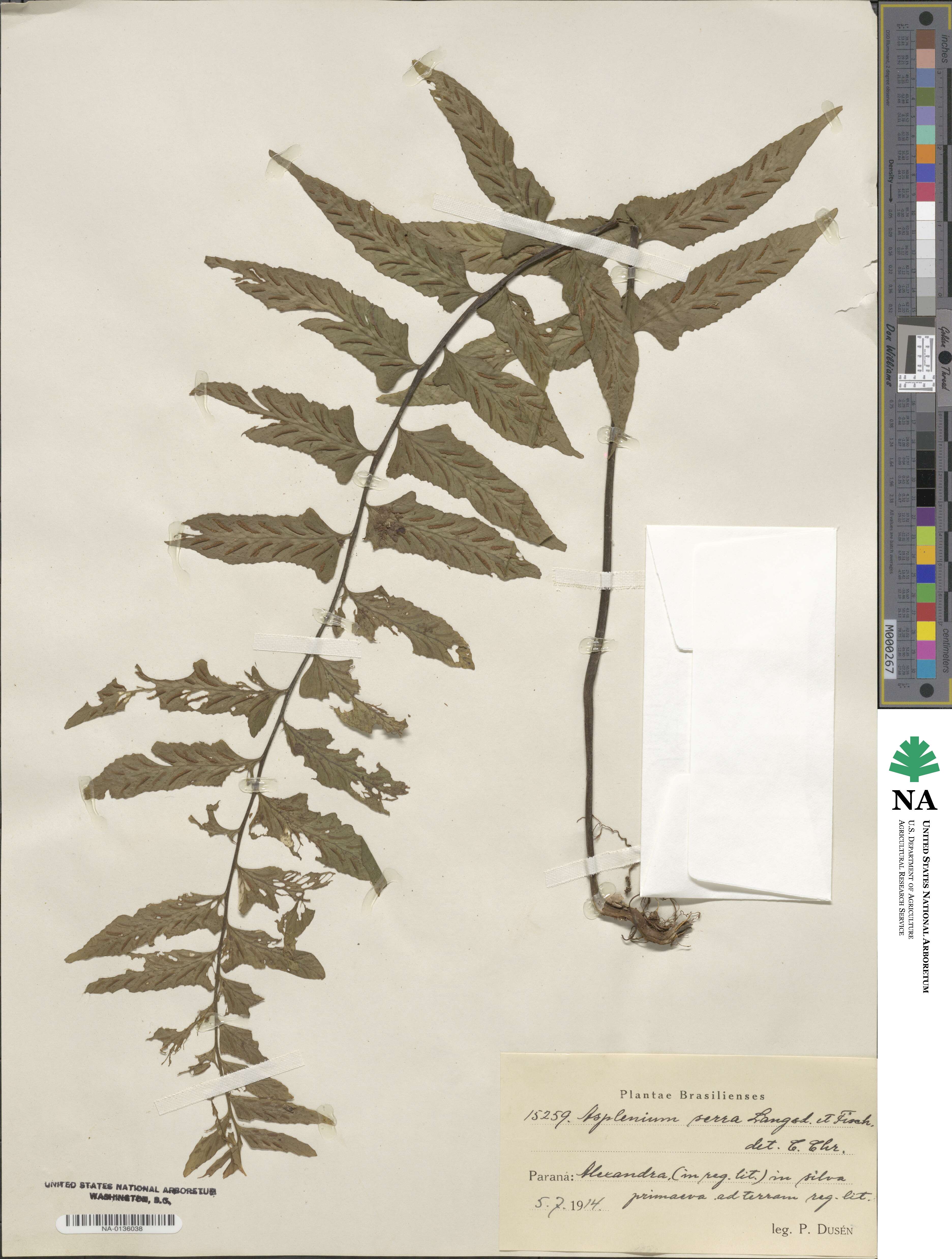 Asplenium serra image