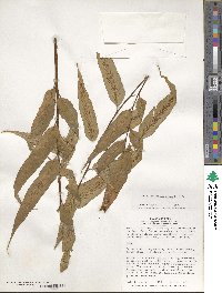Asplenium serra image