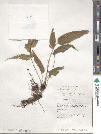 Asplenium serra image