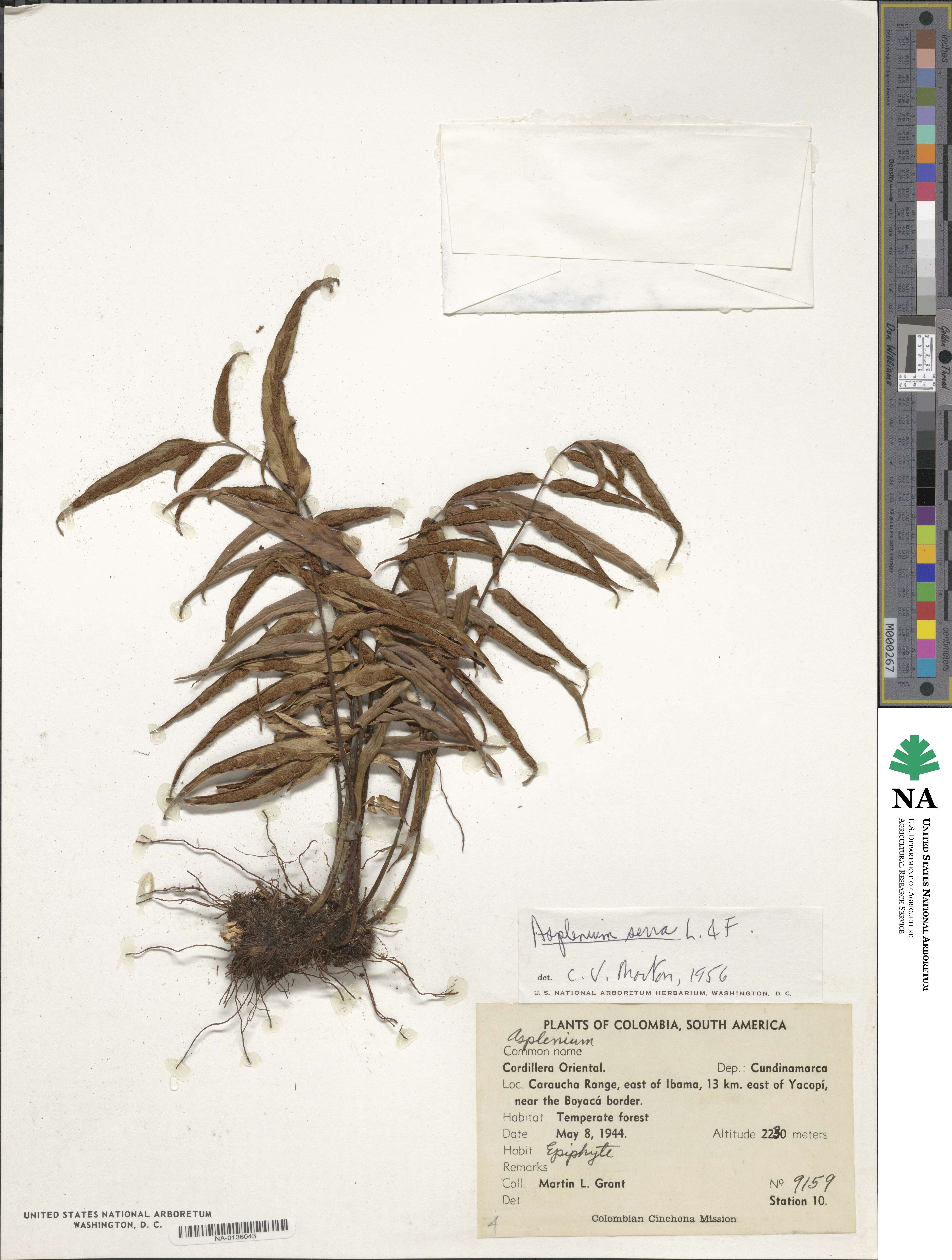 Asplenium serra image