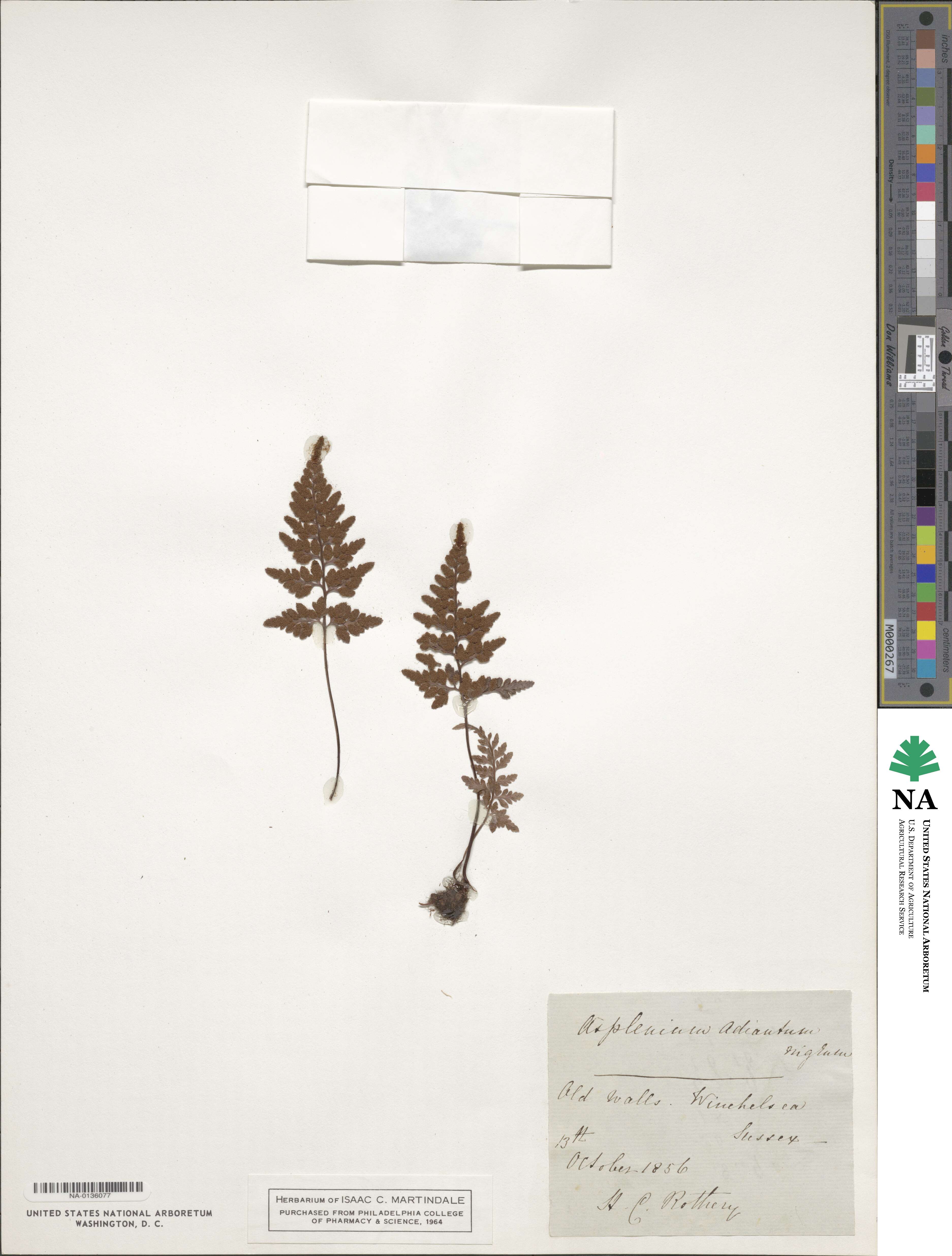Asplenium adiantum-nigrum image