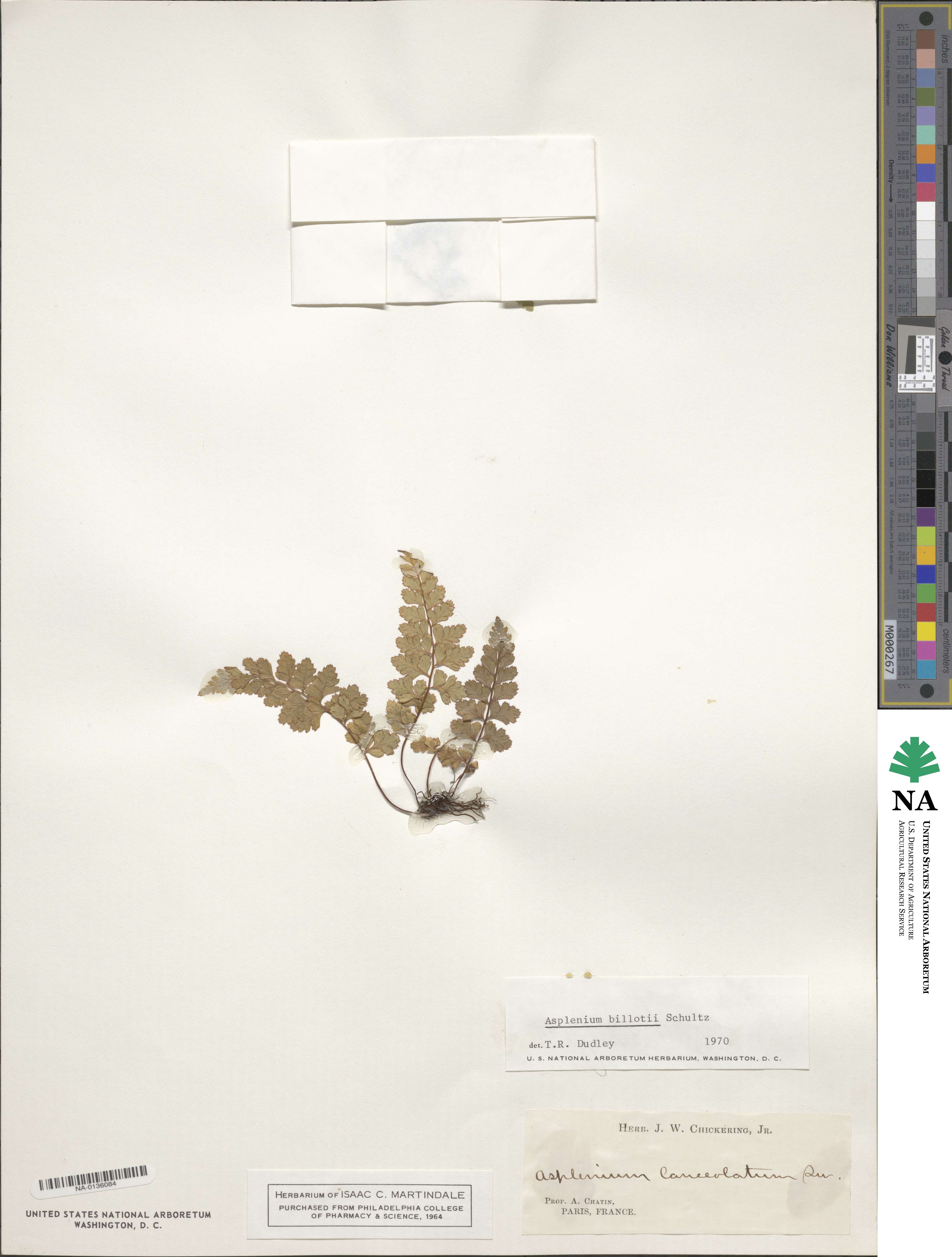Asplenium obovatum subsp. billotii image