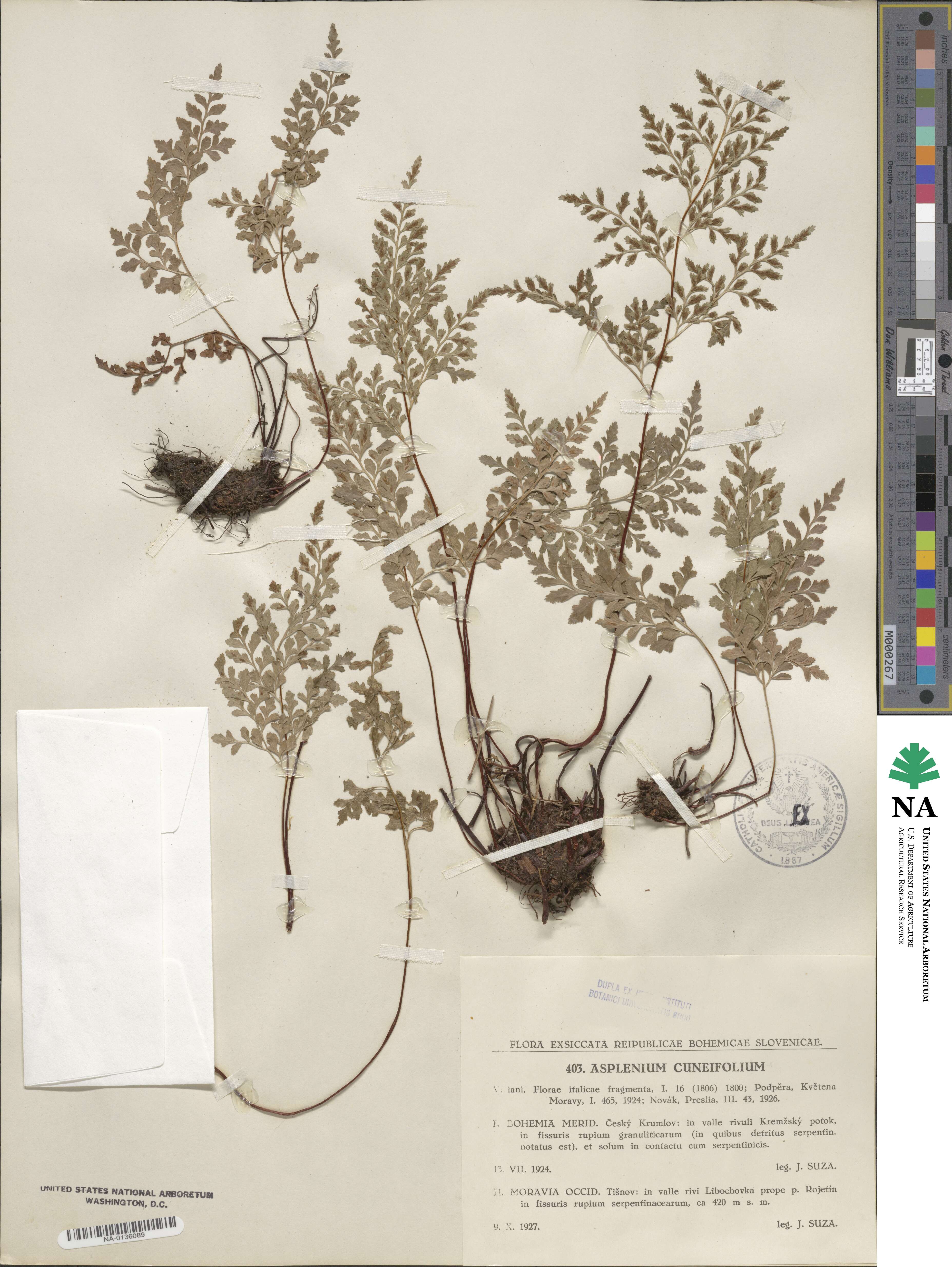 Asplenium cuneifolium image