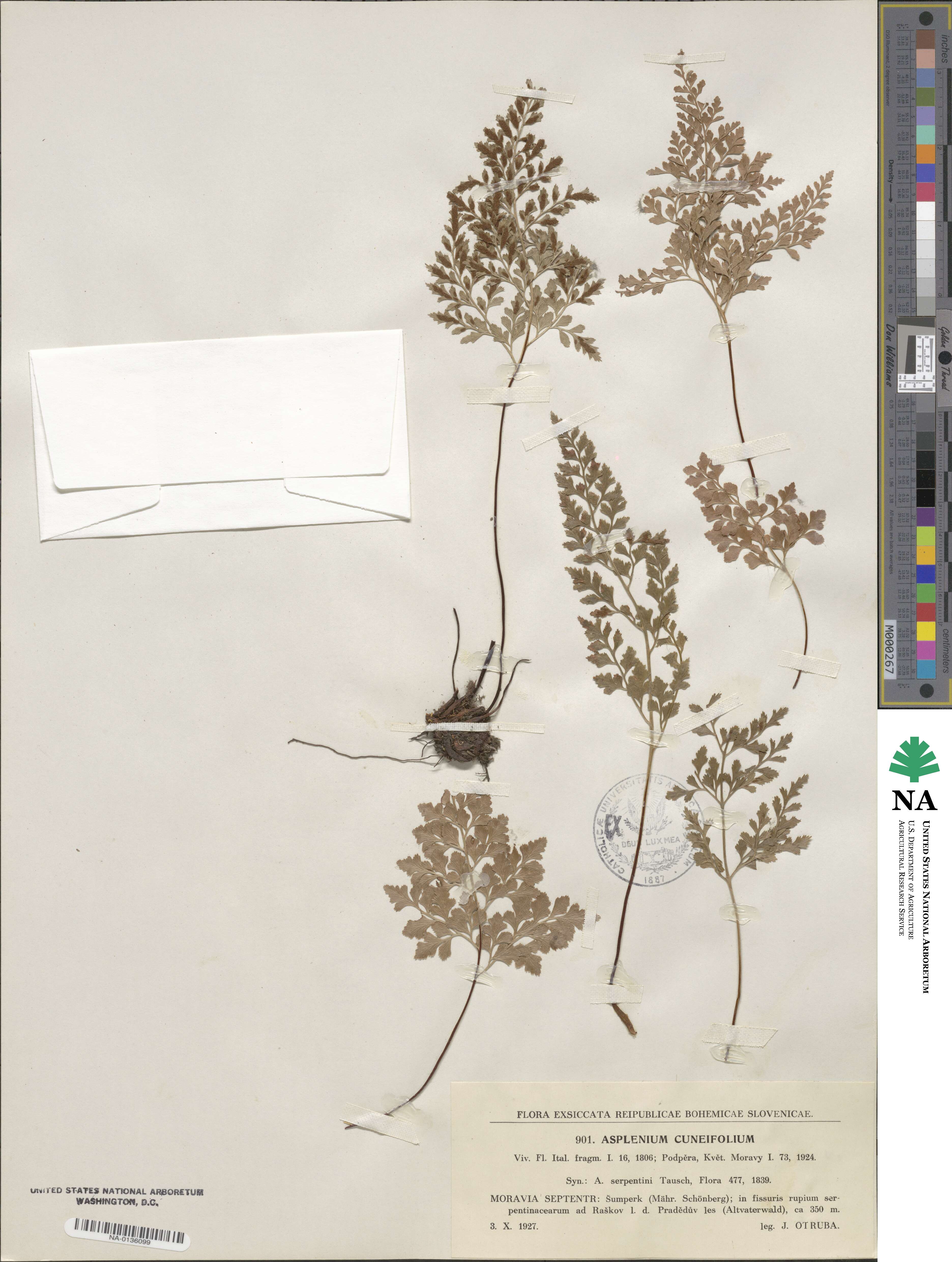 Asplenium cuneifolium image
