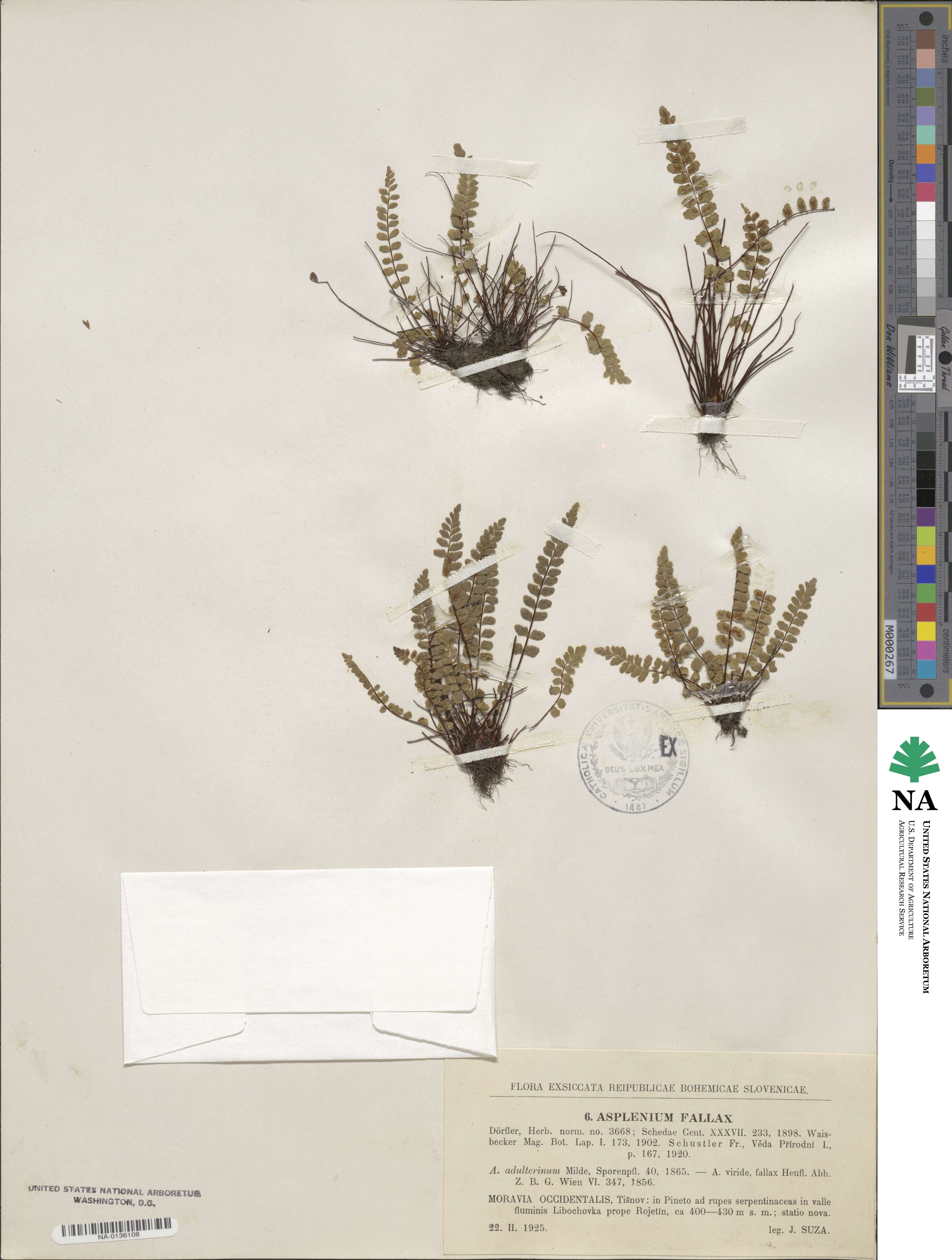 Asplenium fallax image