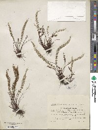 Asplenium fallax image