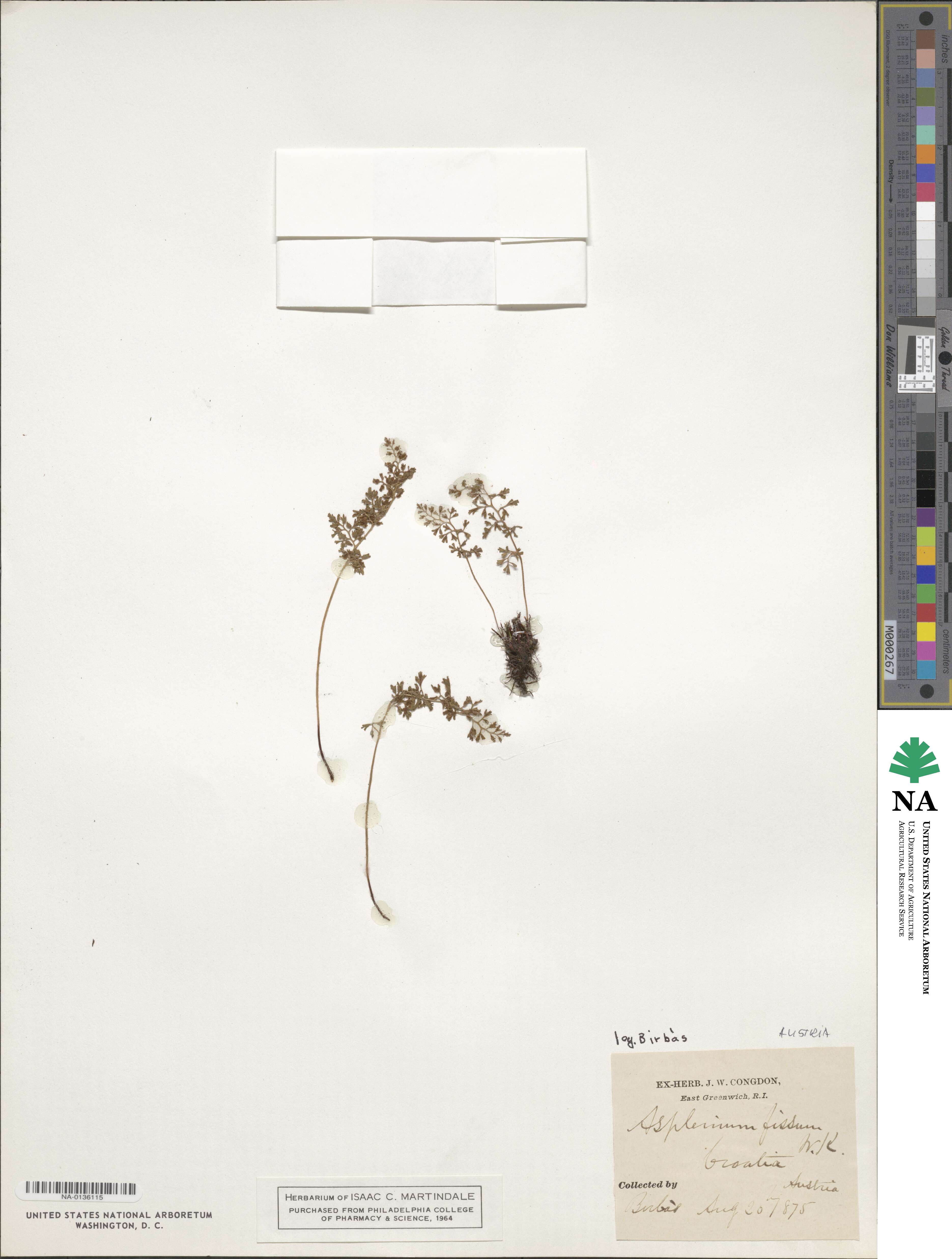 Asplenium fissum image