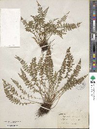 Asplenium fontanum image