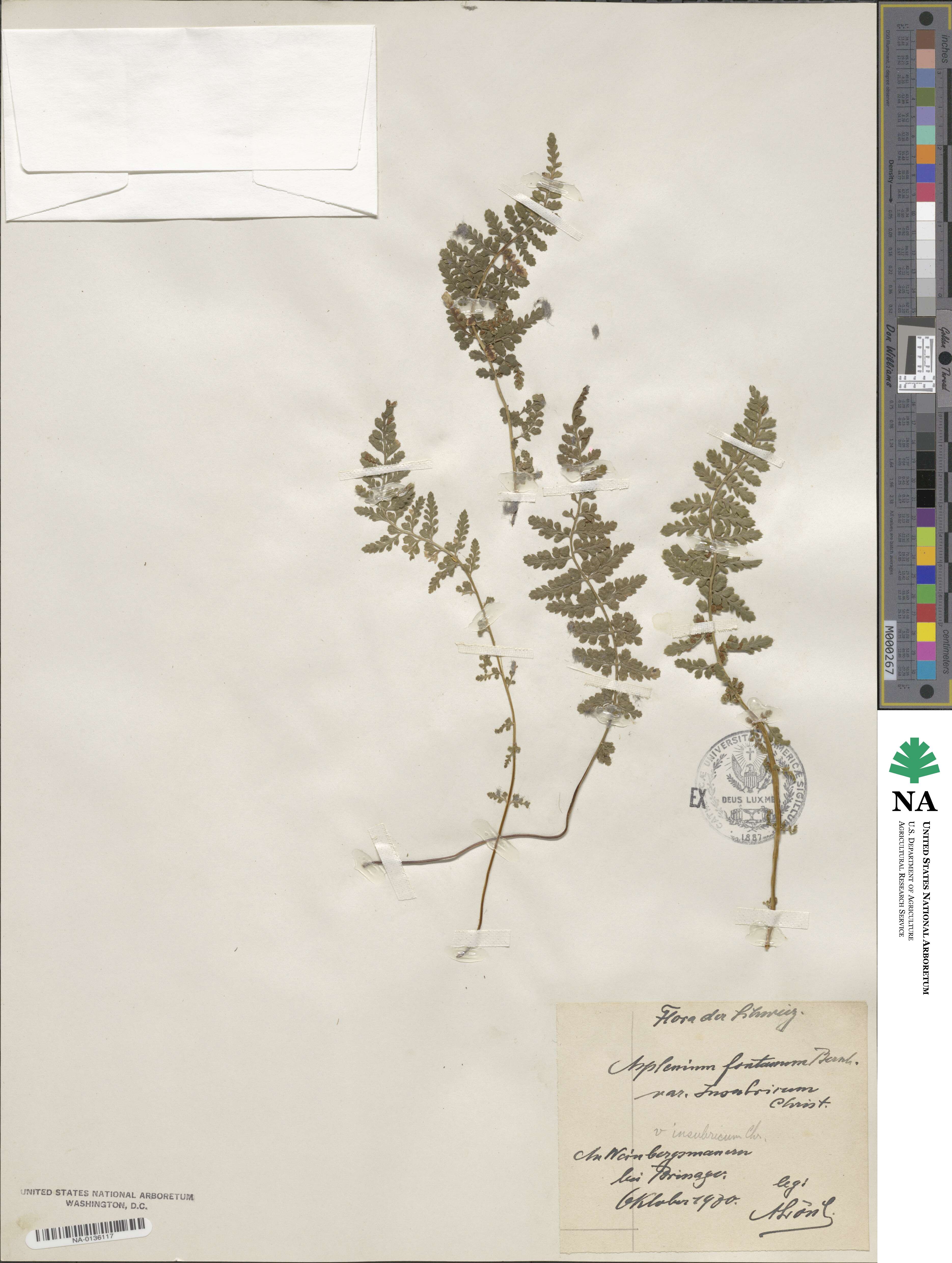 Asplenium fontanum image