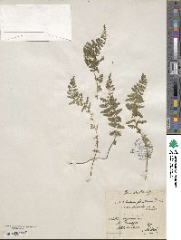 Asplenium fontanum image