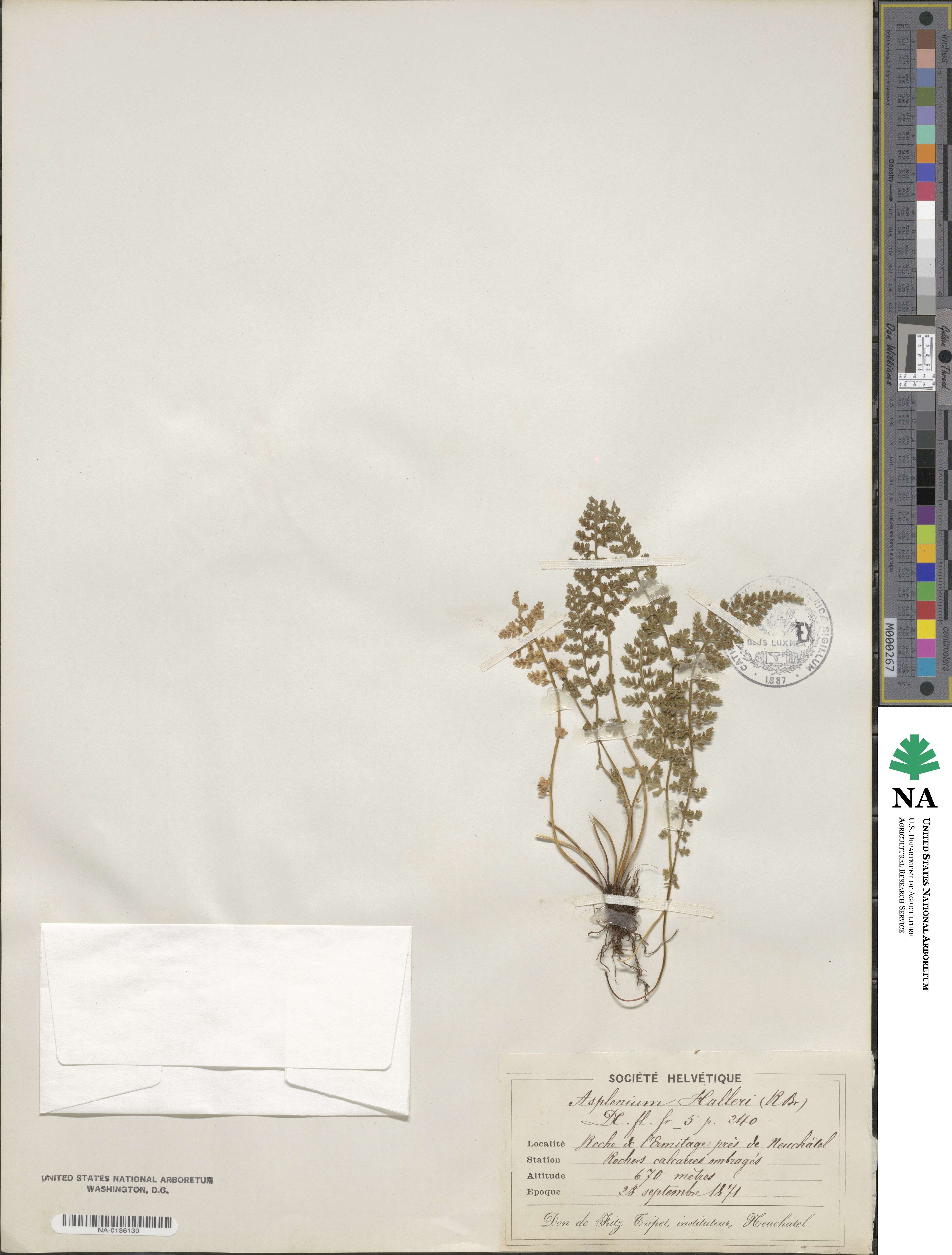 Asplenium fontanum subsp. fontanum image