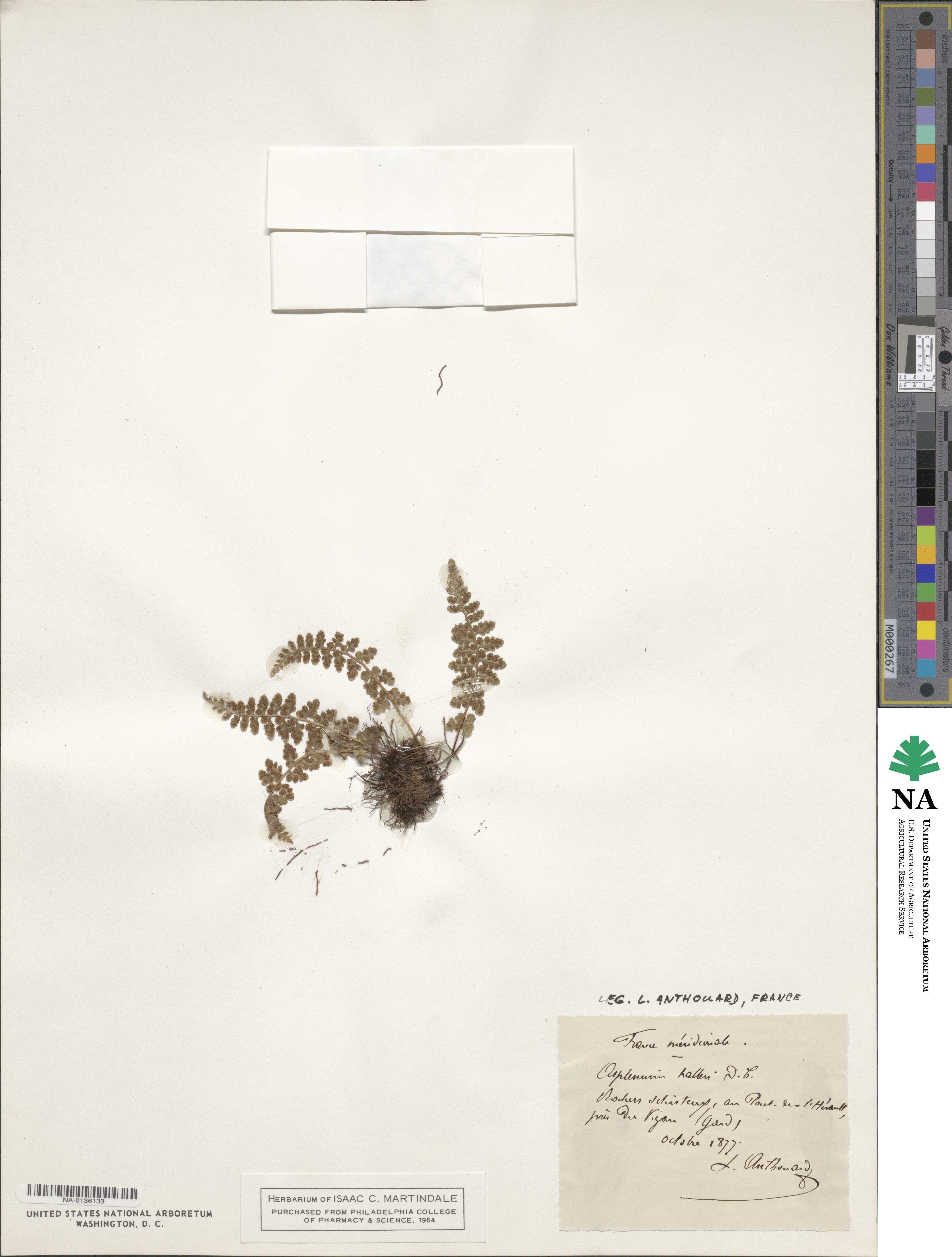 Asplenium fontanum subsp. fontanum image