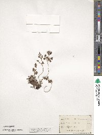 Asplenium ruta-muraria image