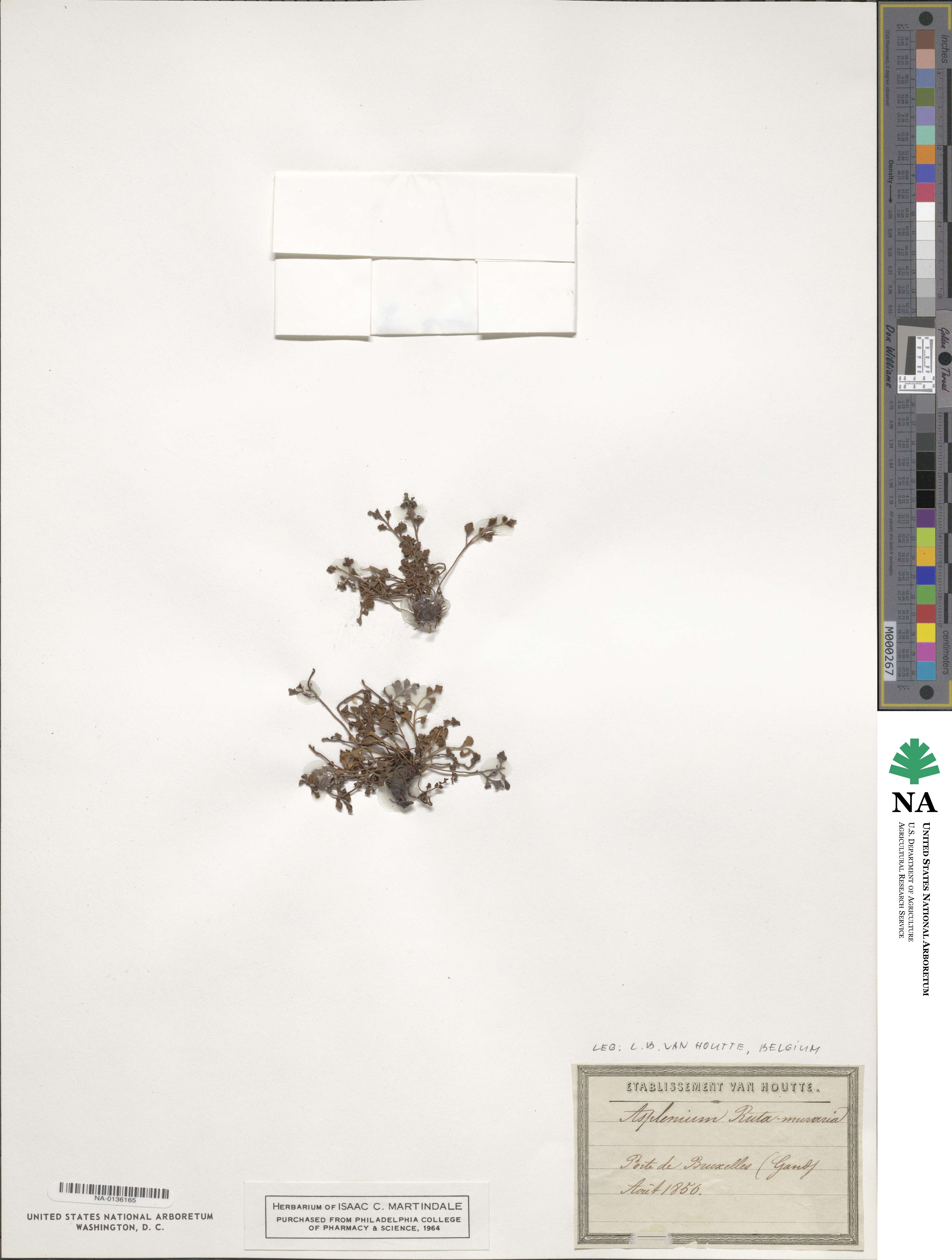 Asplenium ruta-muraria image