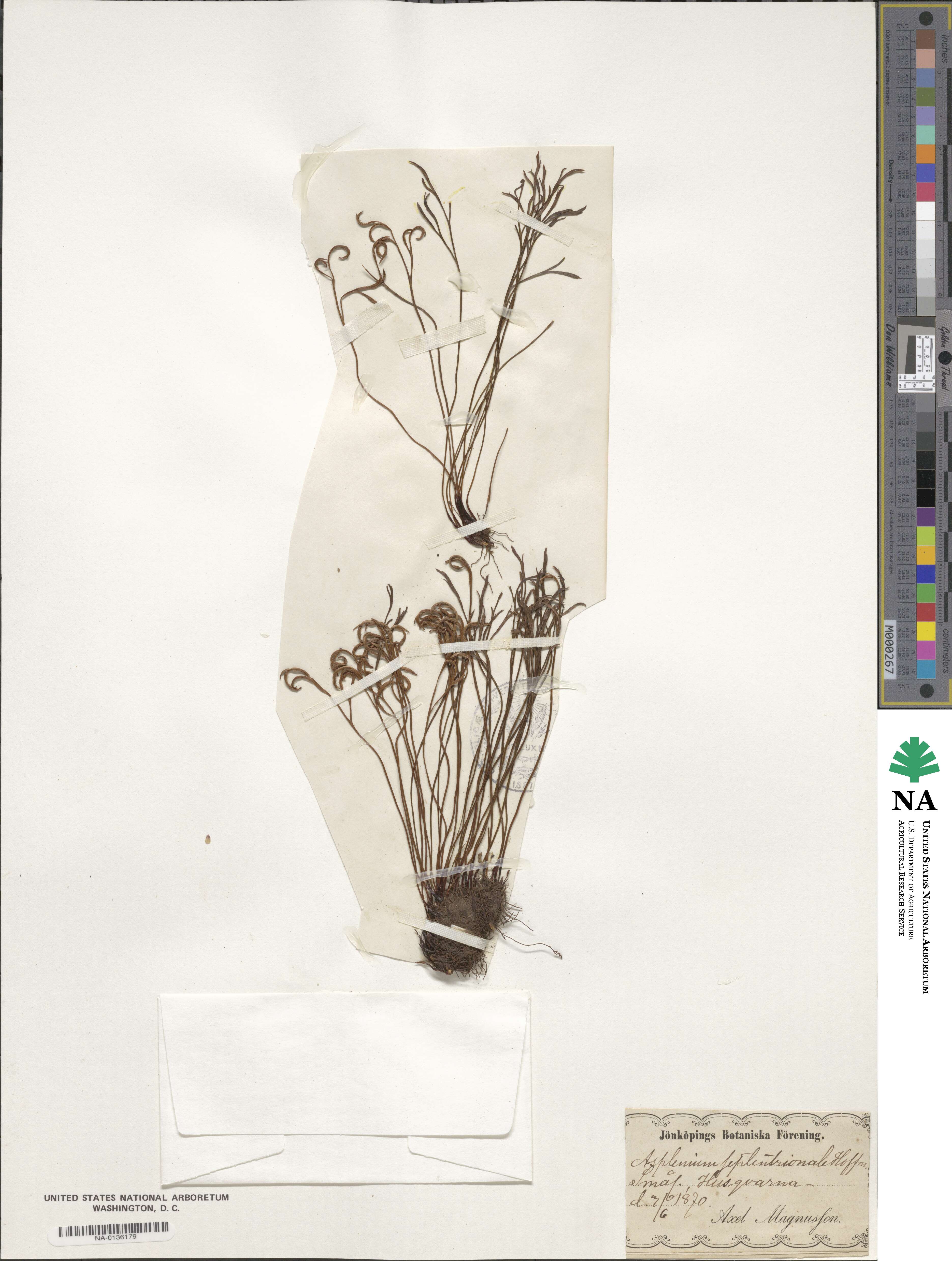Asplenium septentrionale image