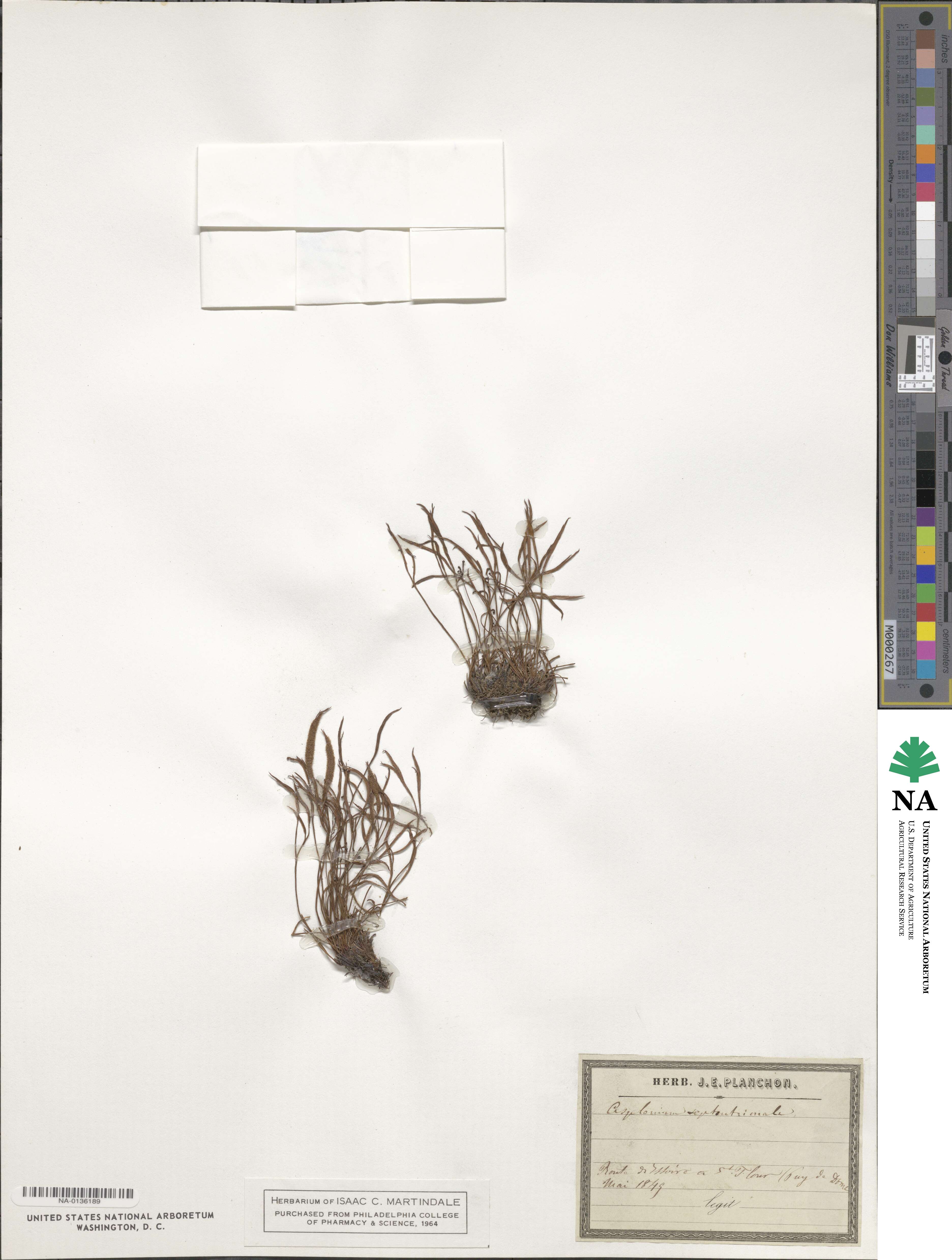 Asplenium septentrionale image