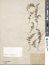 Asplenium lanceolatum image