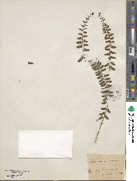 Asplenium lanceolatum image