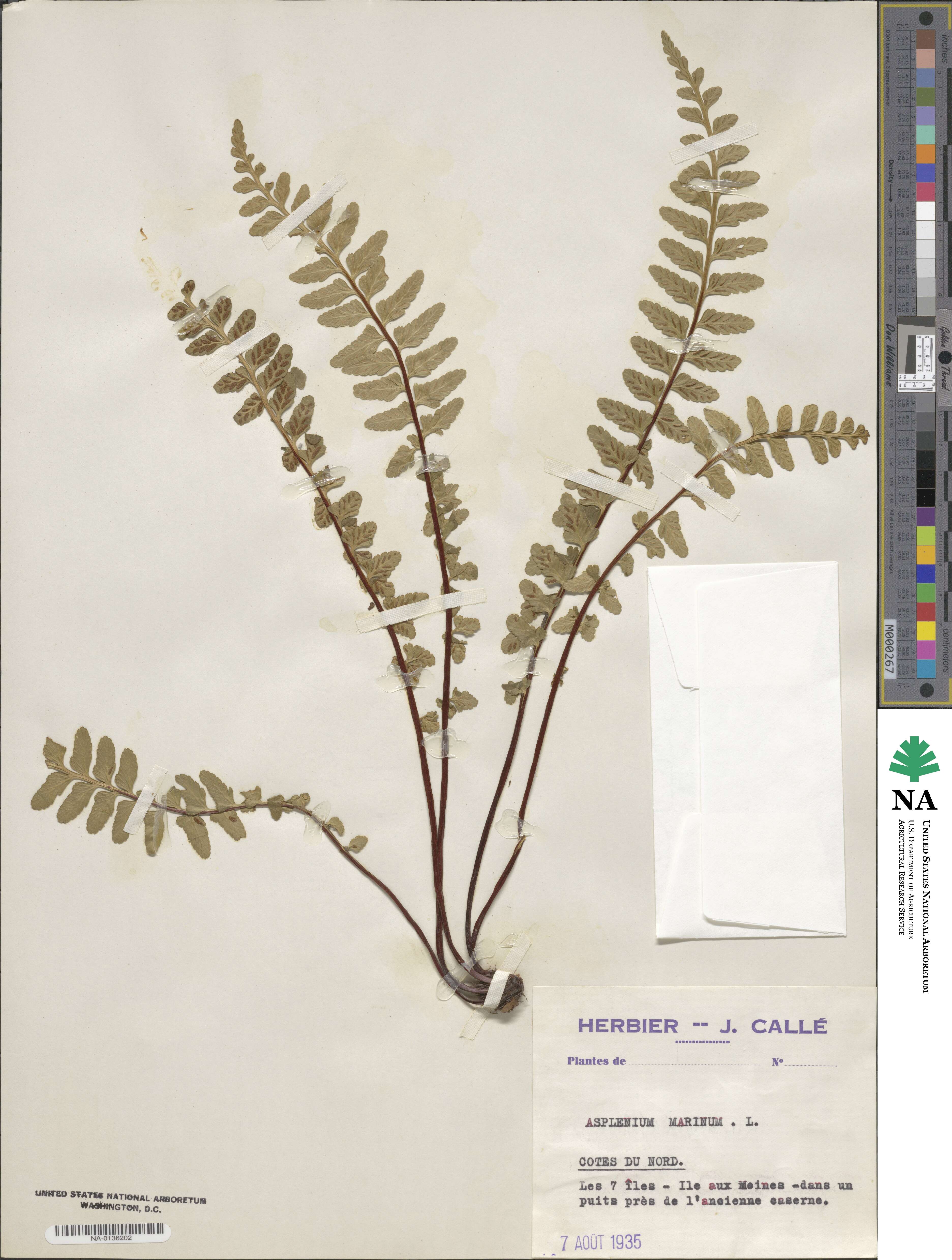 Asplenium marinum image