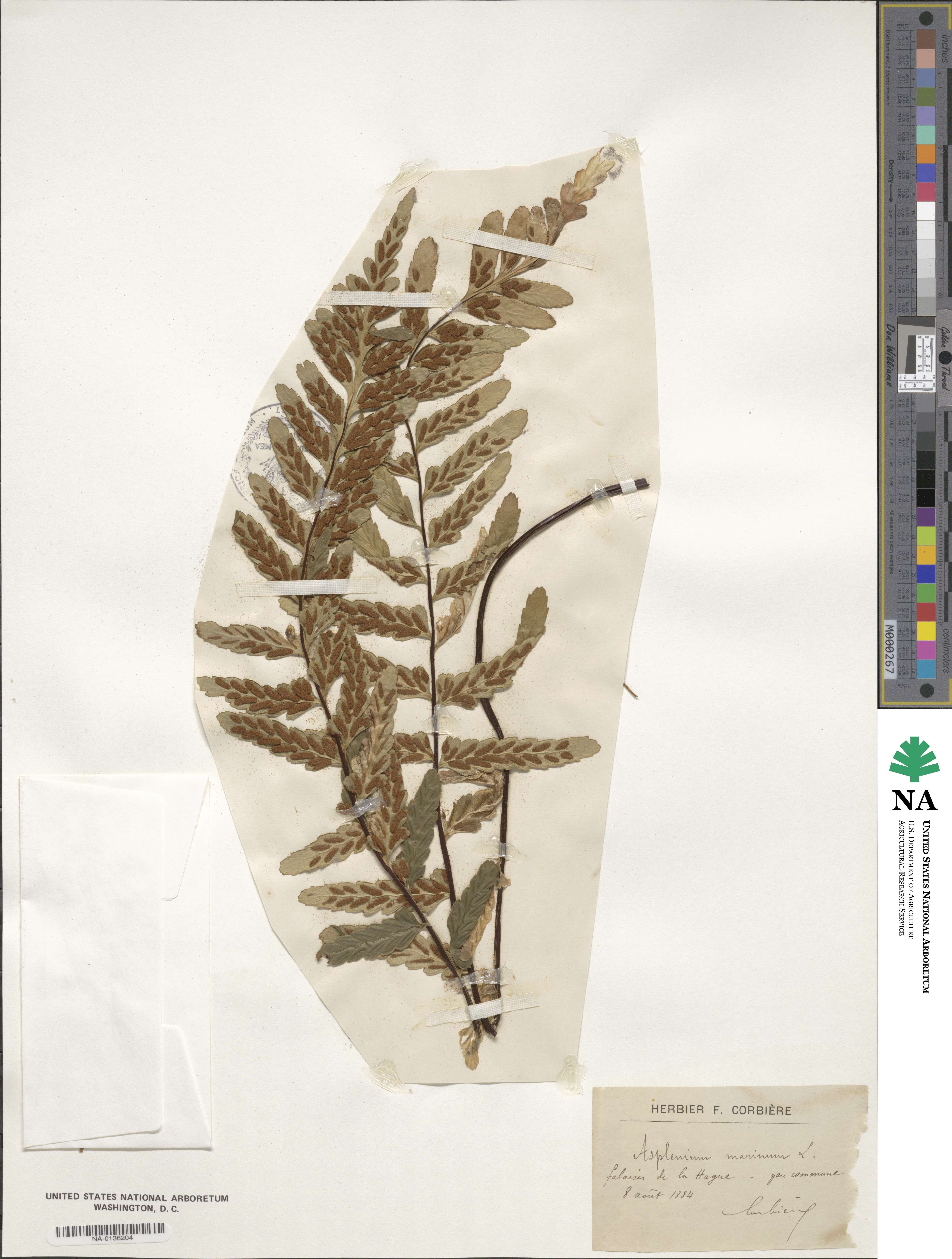 Asplenium marinum image