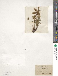 Asplenium marinum image
