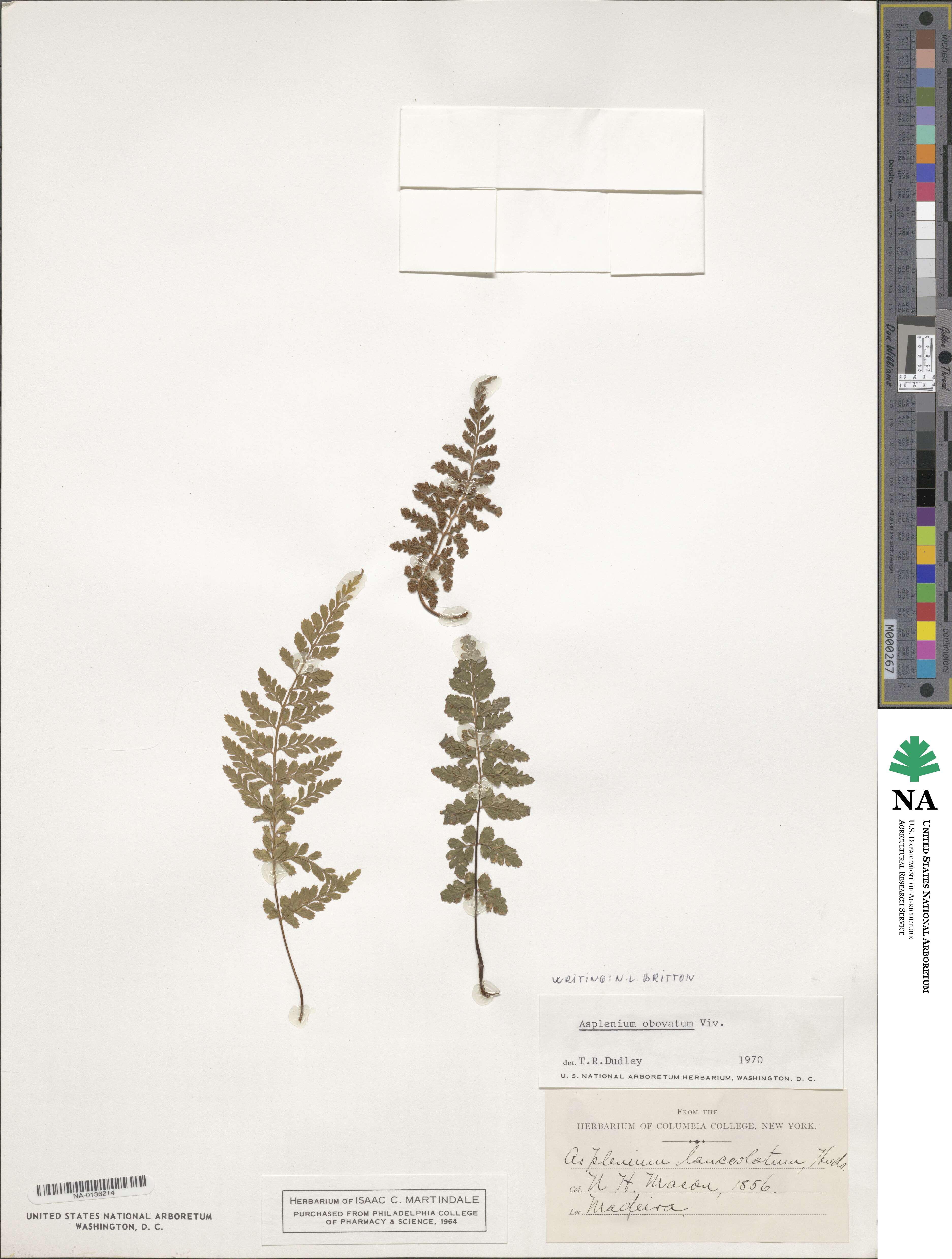 Asplenium obovatum image