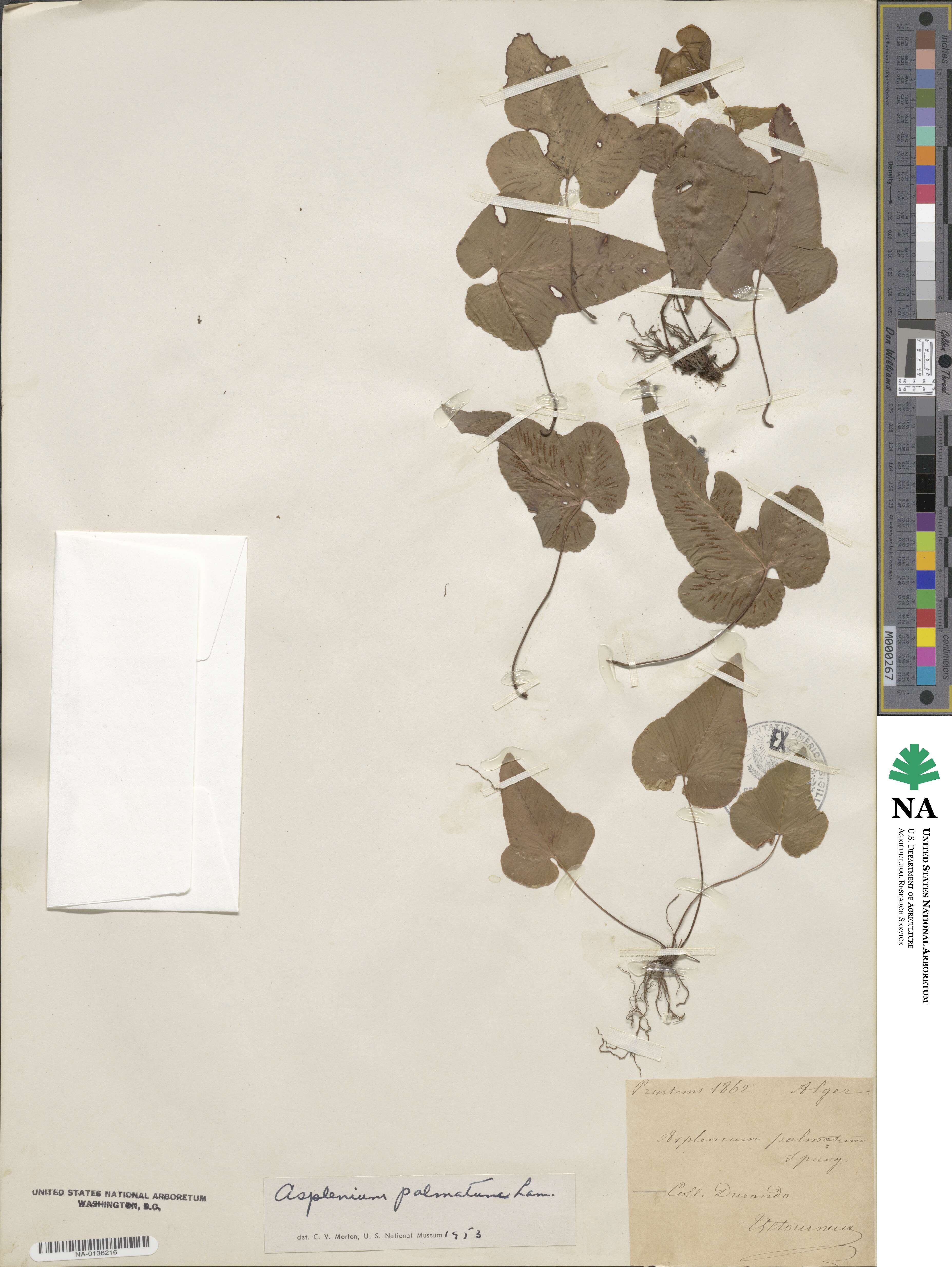 Asplenium hemionitis image