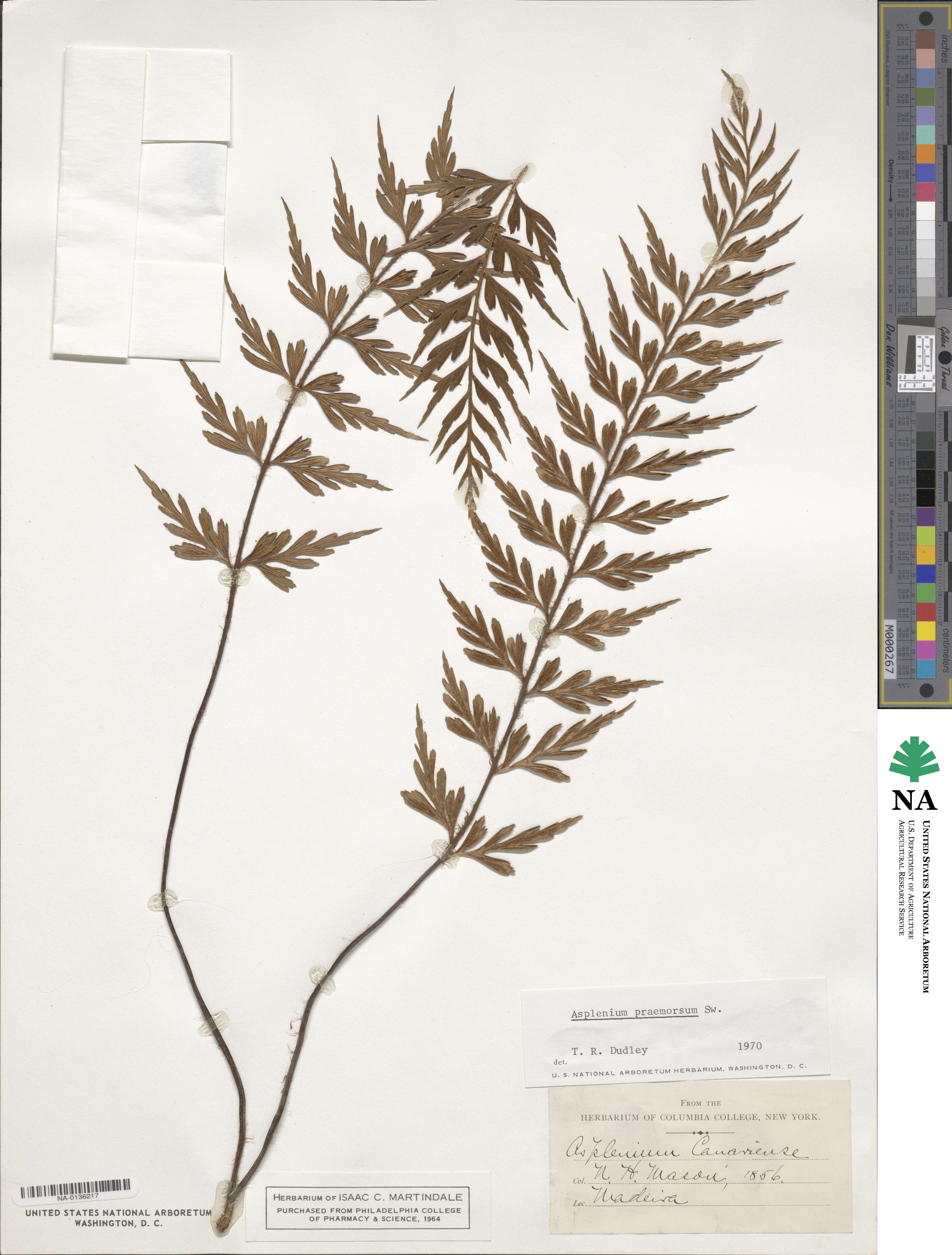 Asplenium praemorsum image